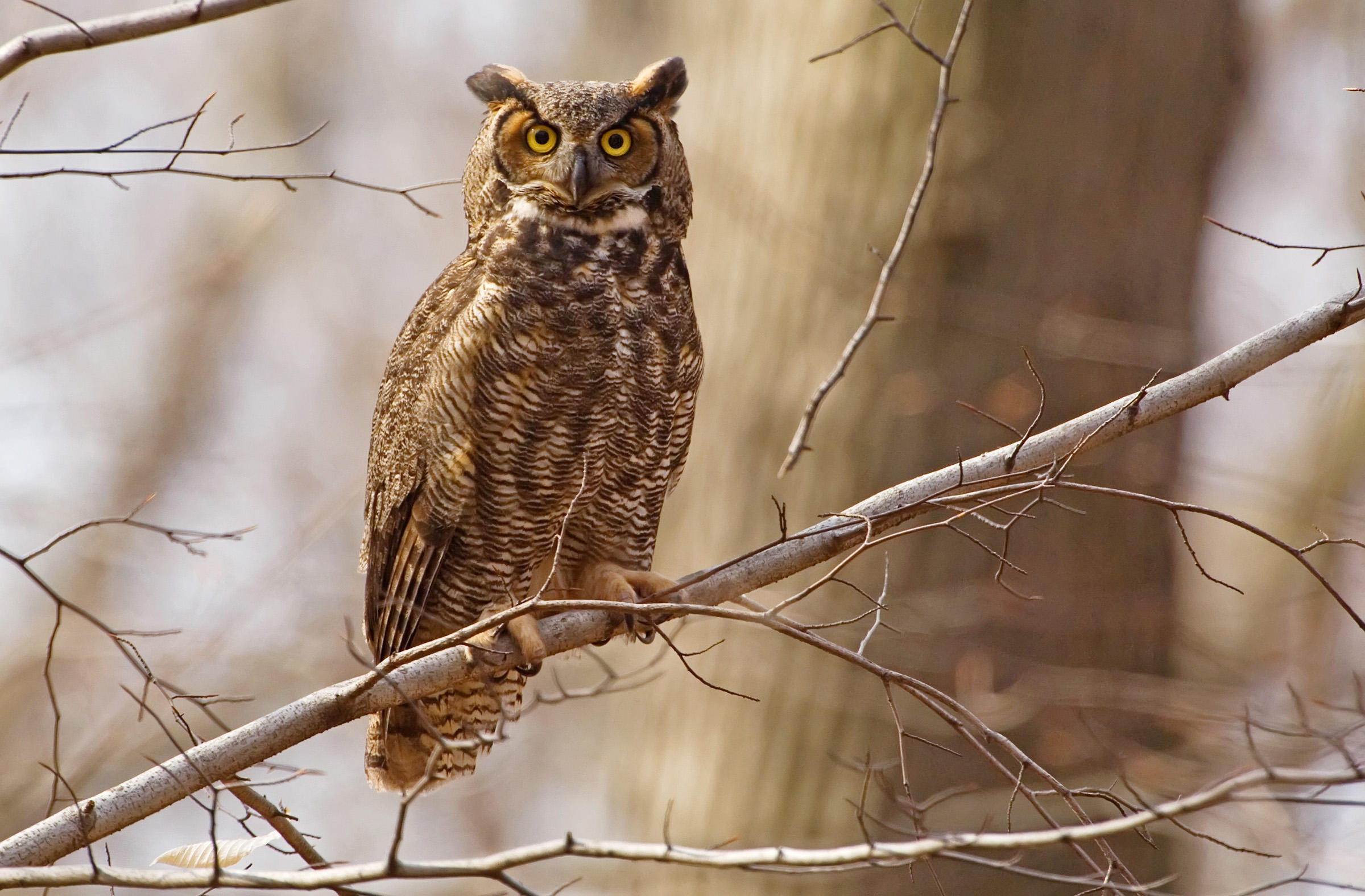 Great Horned Owl | Audubon Field Guide