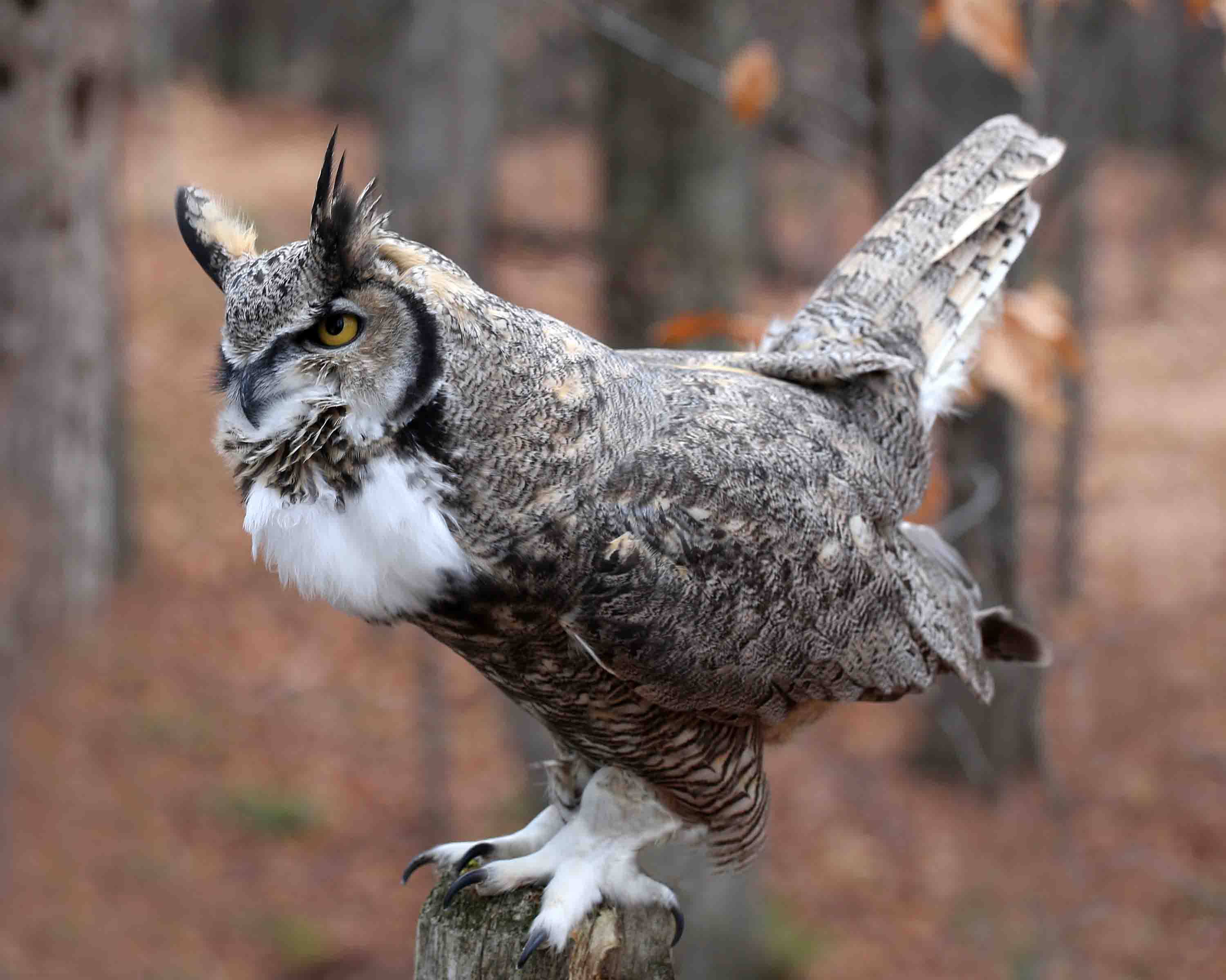 Great Horned Owls Courting | Naturally Curious with Mary Holland