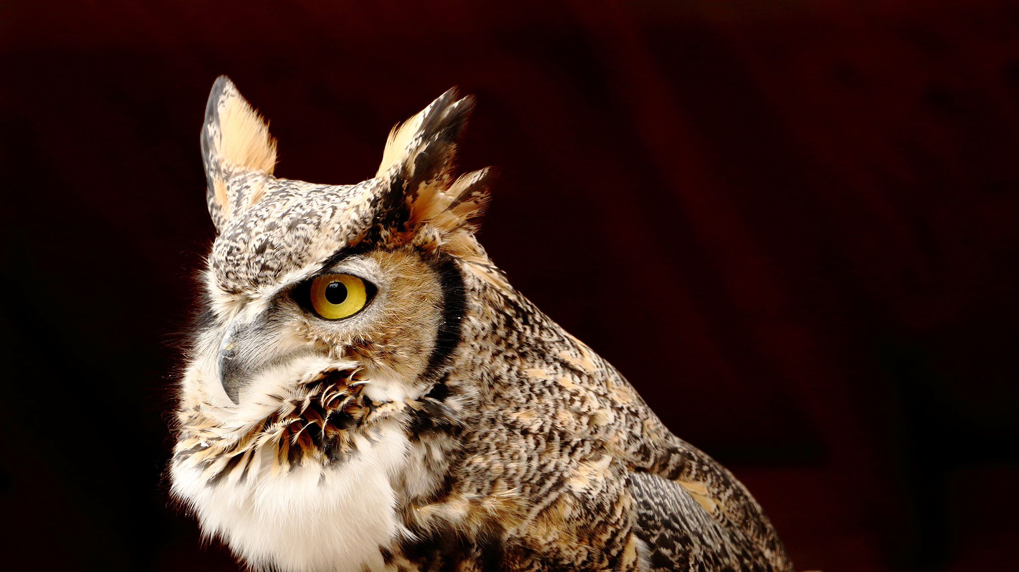 Great Horned Owl - Zoo Idaho