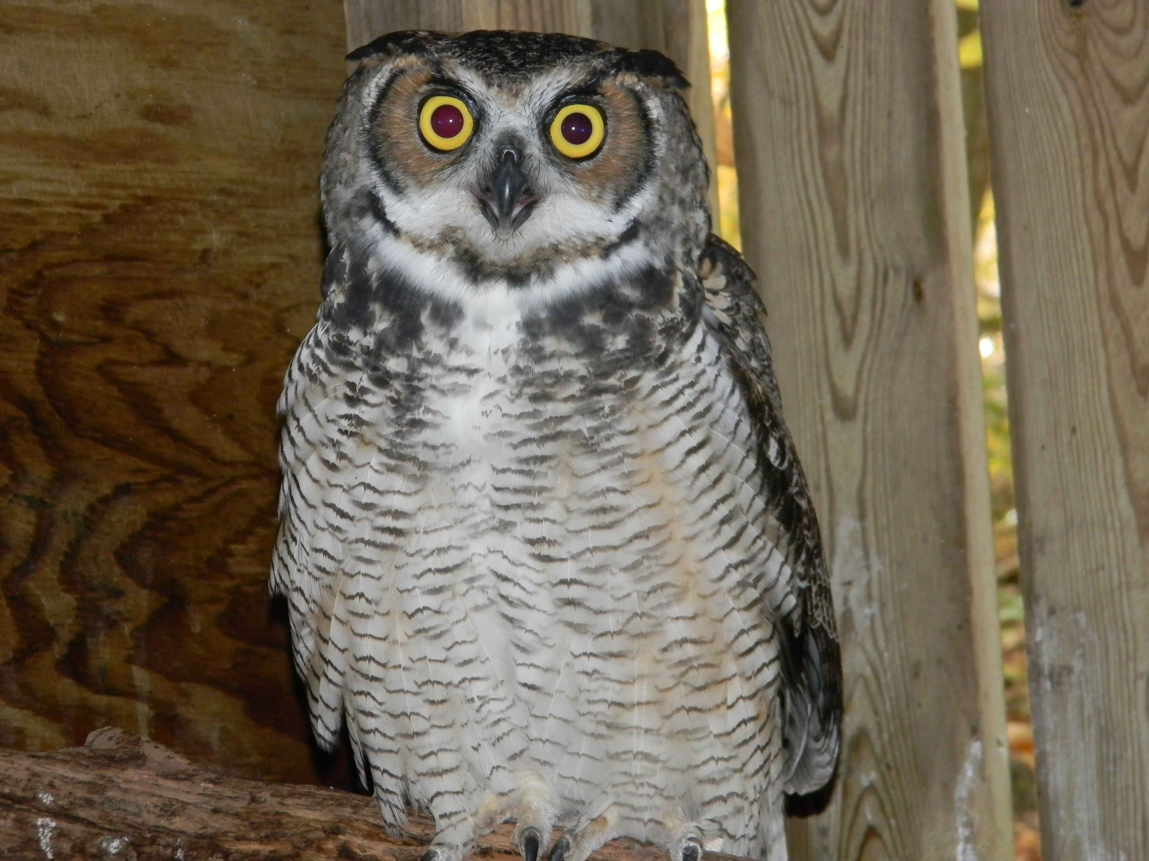 Great Horned Owl #12-2076 | The Wildlife Center of Virginia