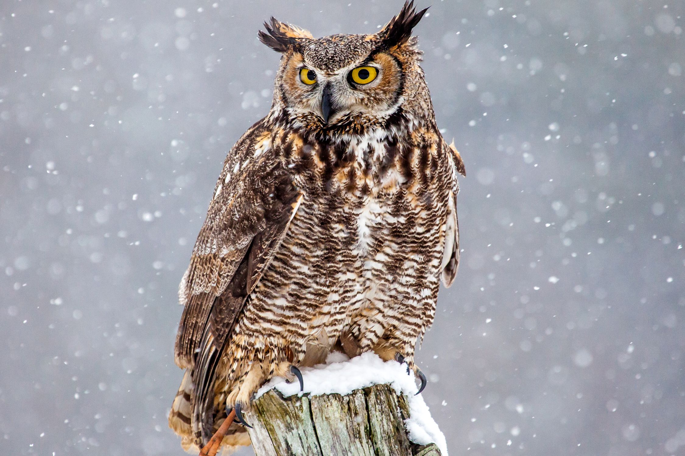 Interesting Facts About Great Horned Owls