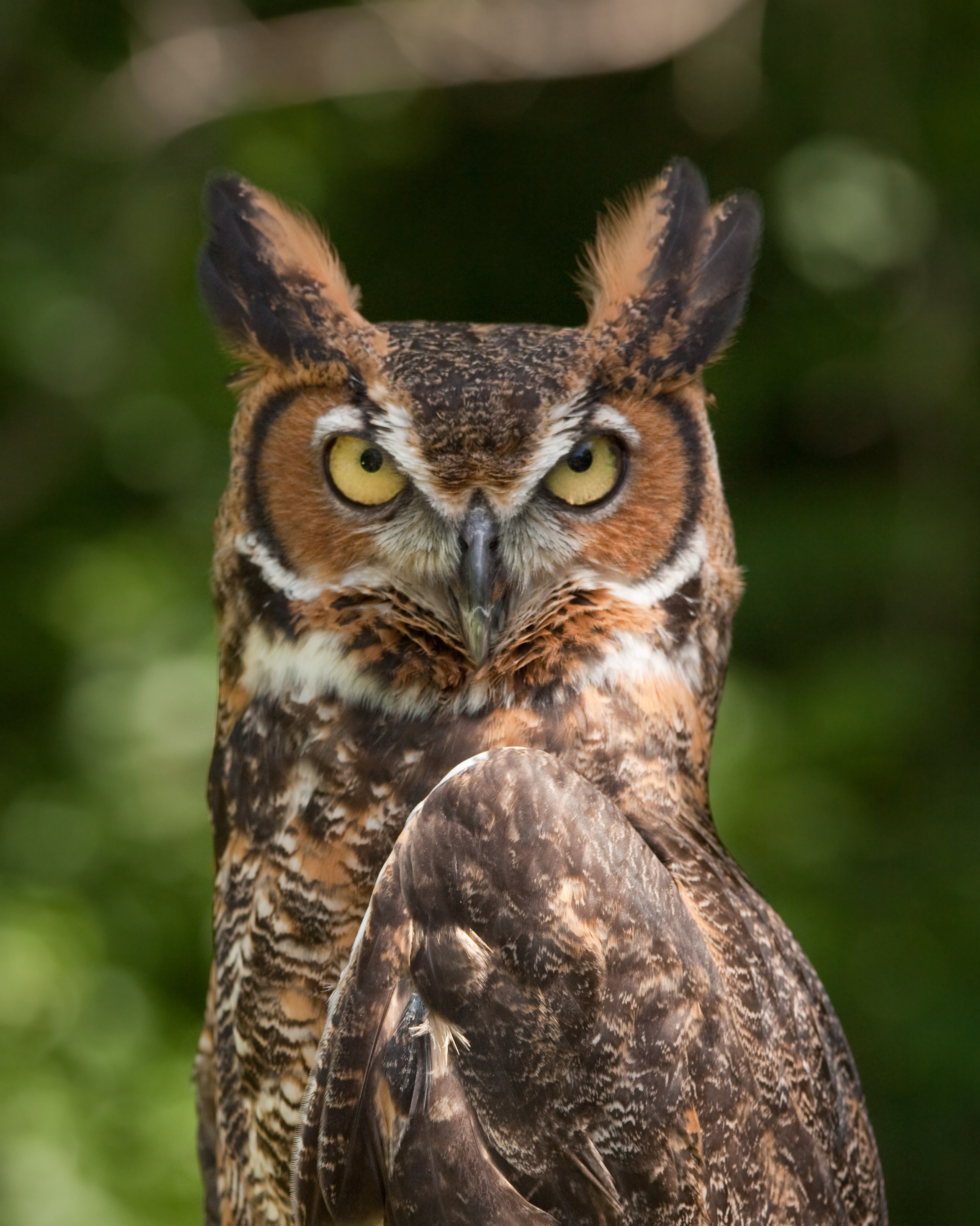 Great horned owl - Wikiwand