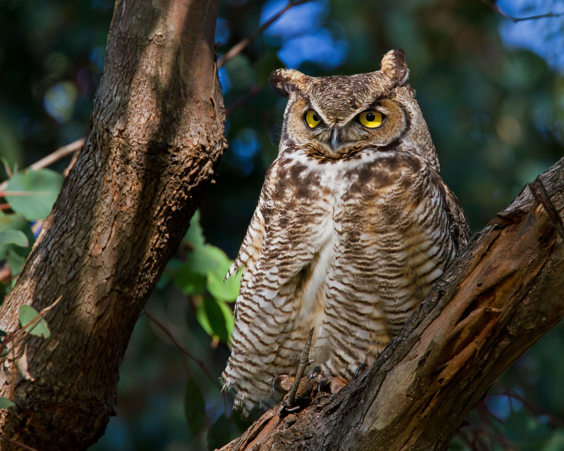 Can You Recognize the Call of a Great Horned Owl? | Audubon