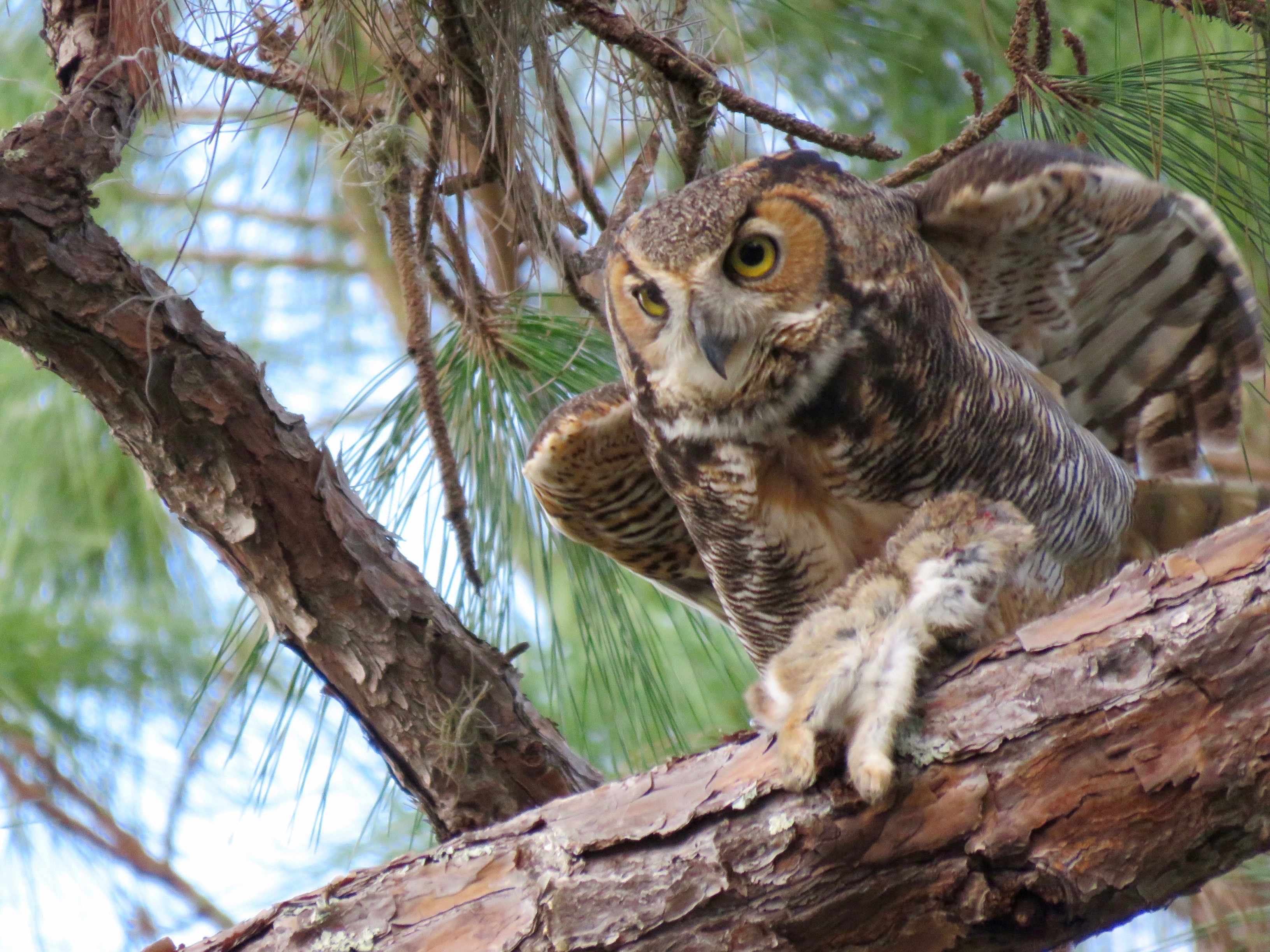 Great Horned Owl Photo Album | TGO Nature Center