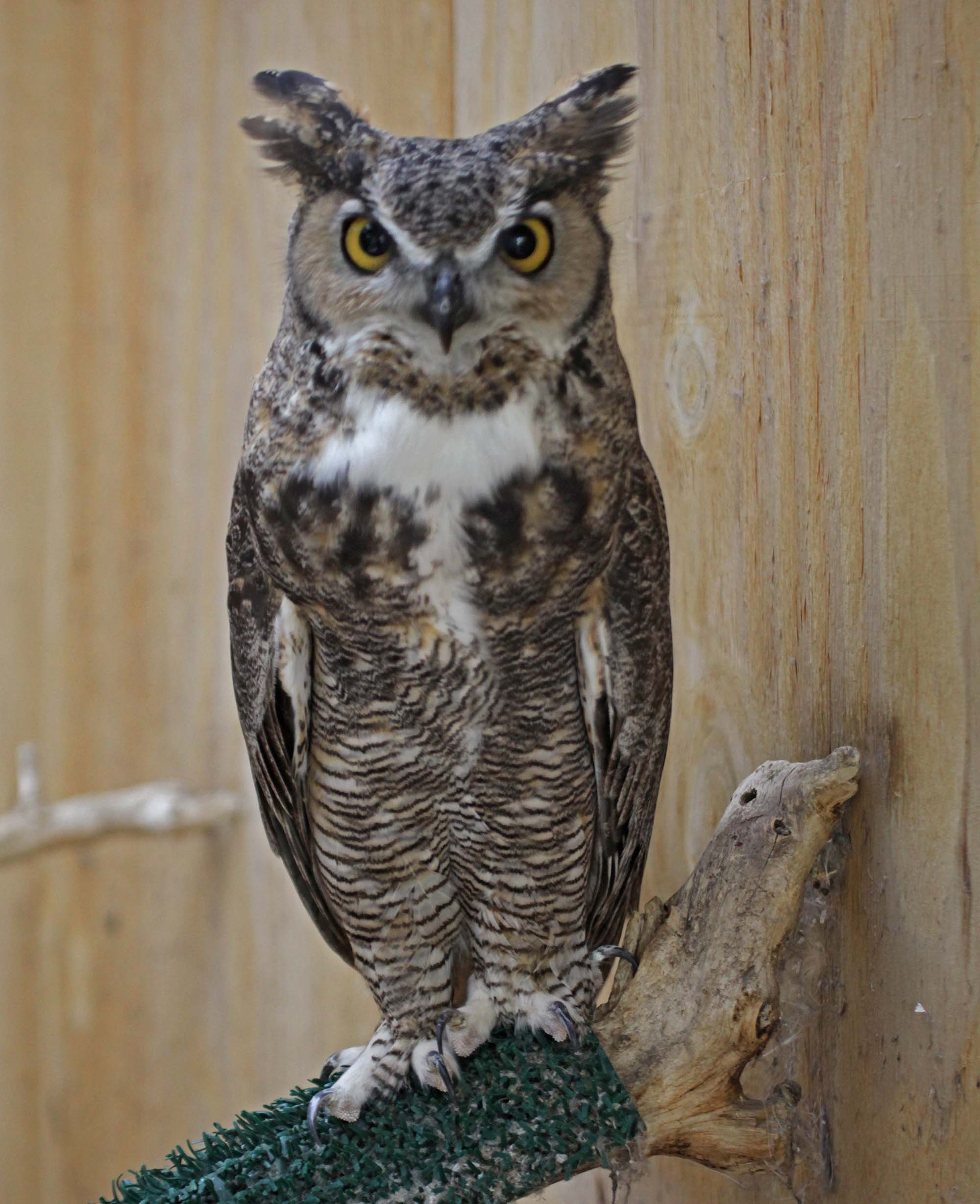 Pictures and information on Great Horned Owl