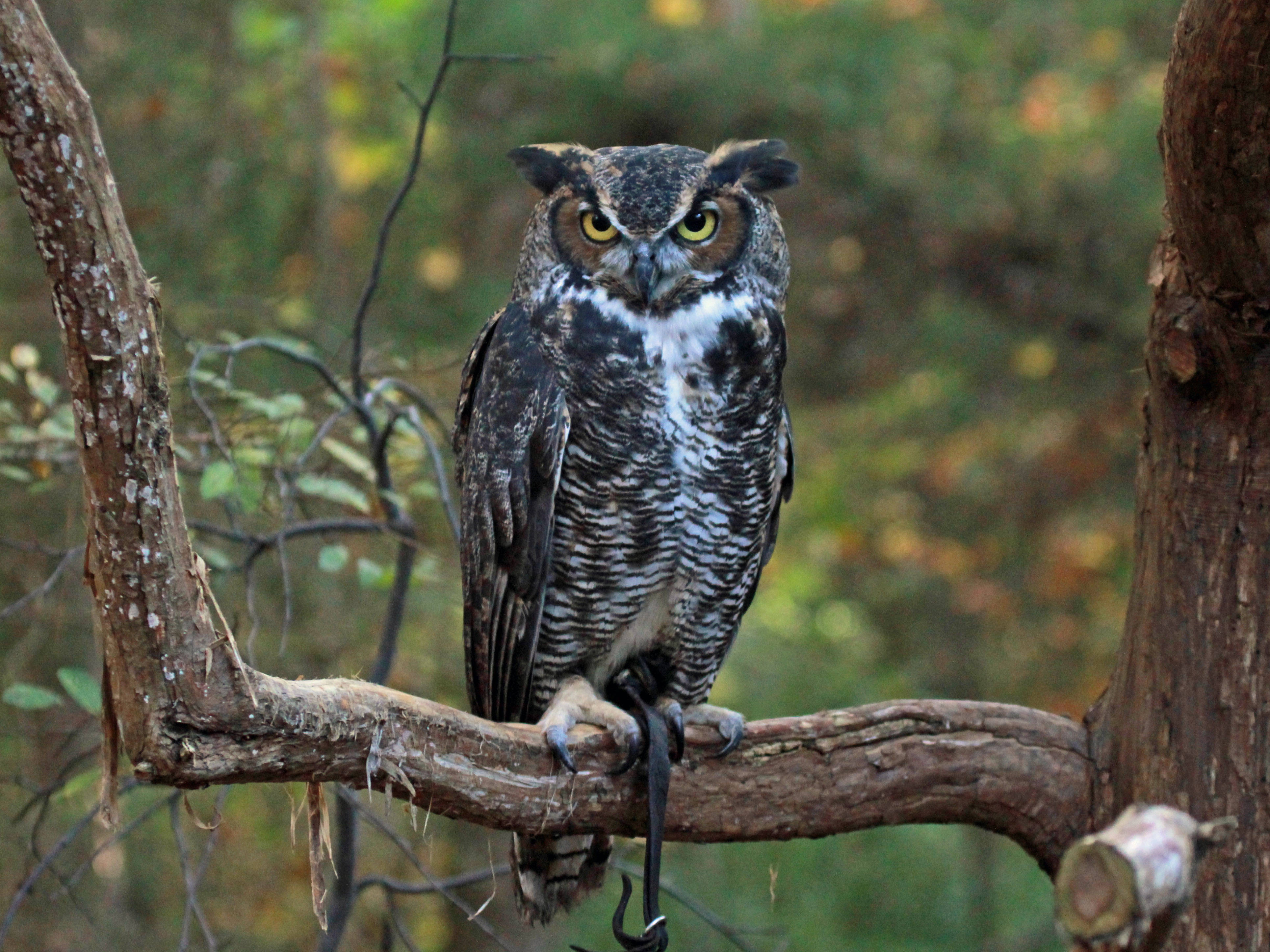 Great horned owl photo