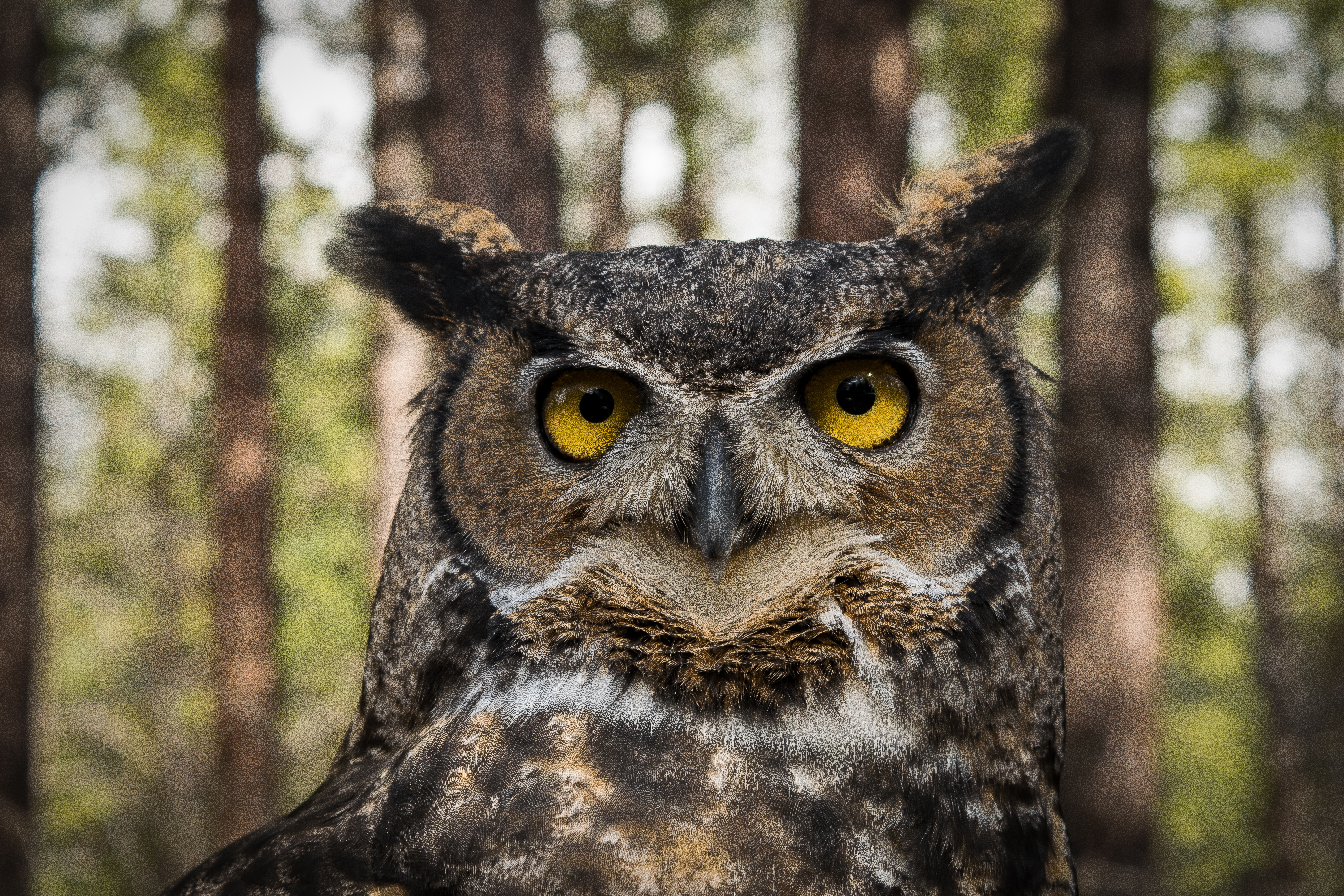 File:Great Horned Owl in Oregon.jpg - Wikimedia Commons