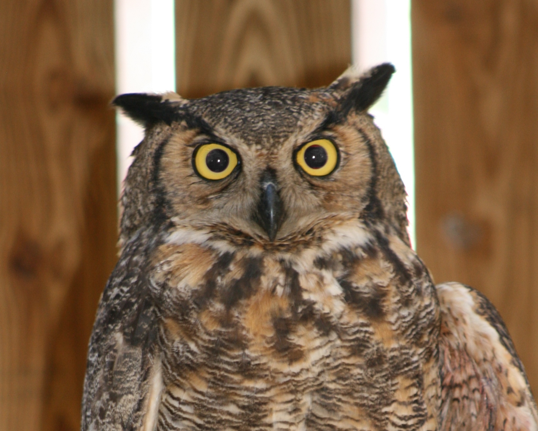 Great Horned Owl #16-0191 | The Wildlife Center of Virginia