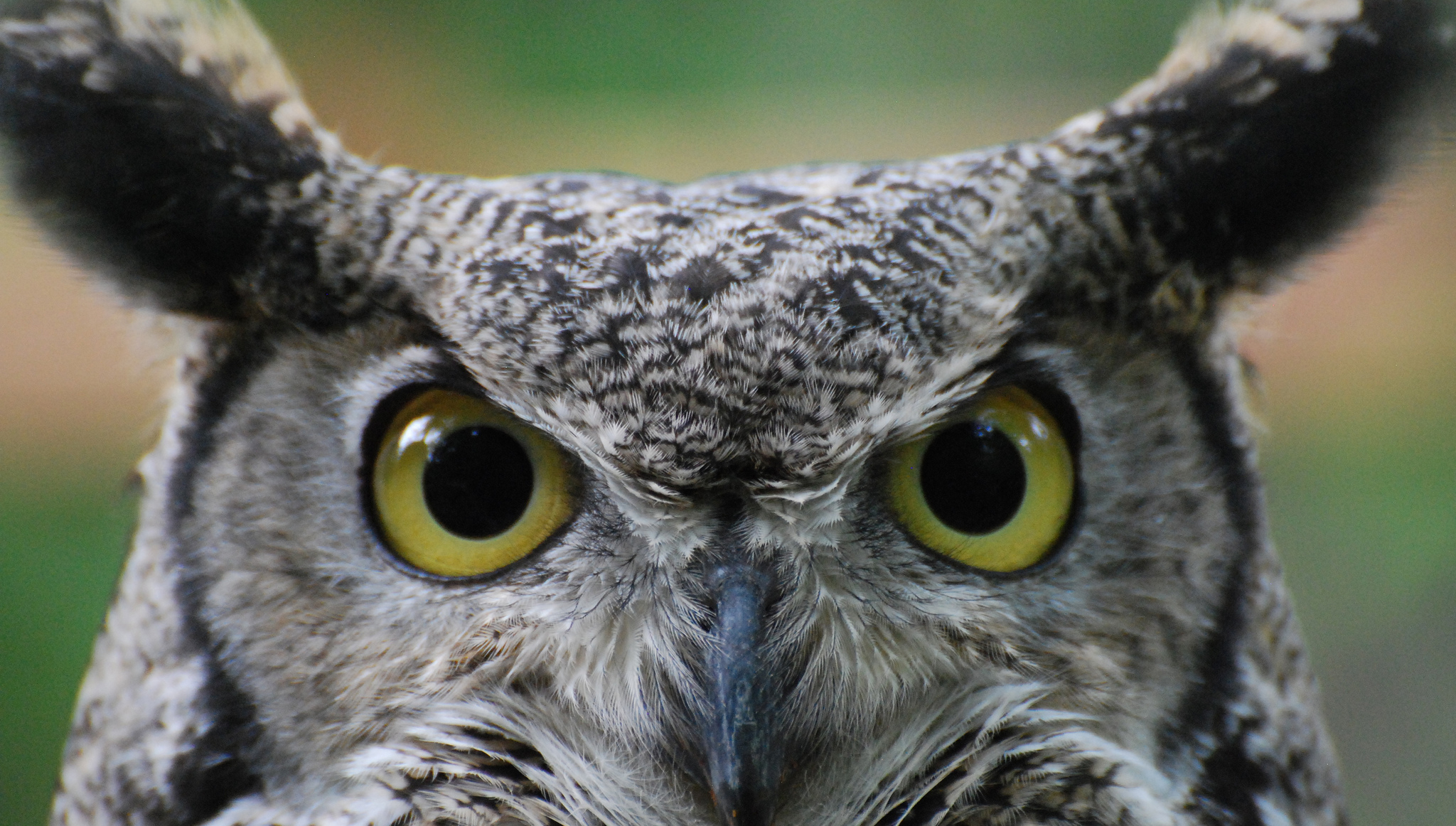 Nest Cam of the Month: Great Horned Owls – Cool Green Science