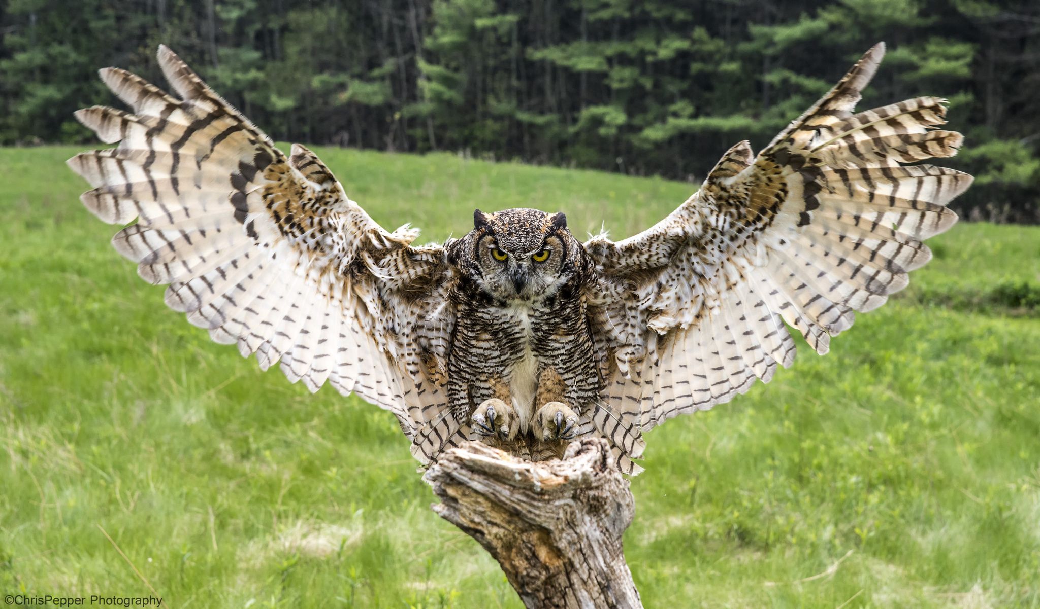 Great Horned owl - wings out heading to its perch. | Bird ...