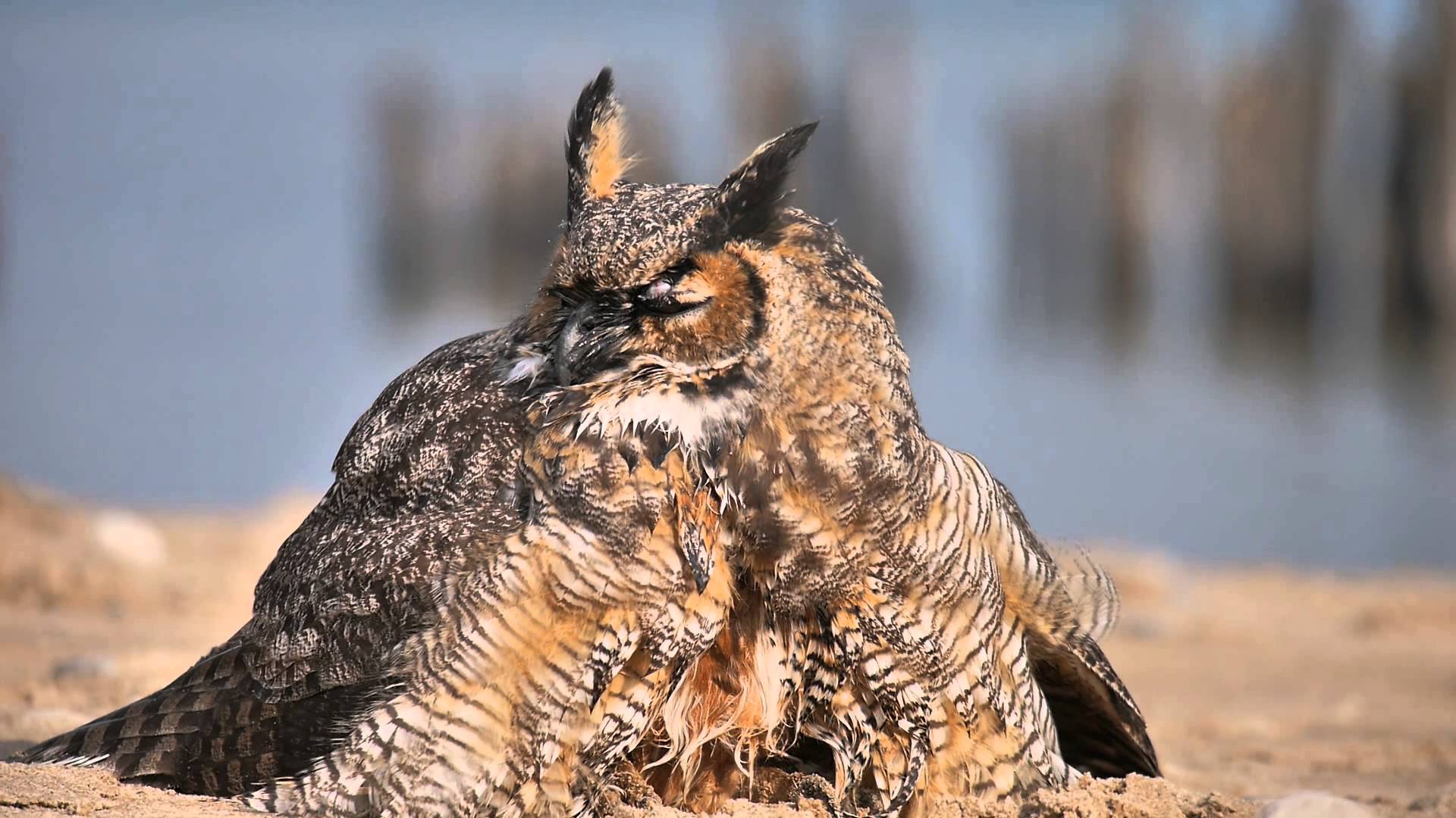 Great Horned Owl on Beach - YouTube