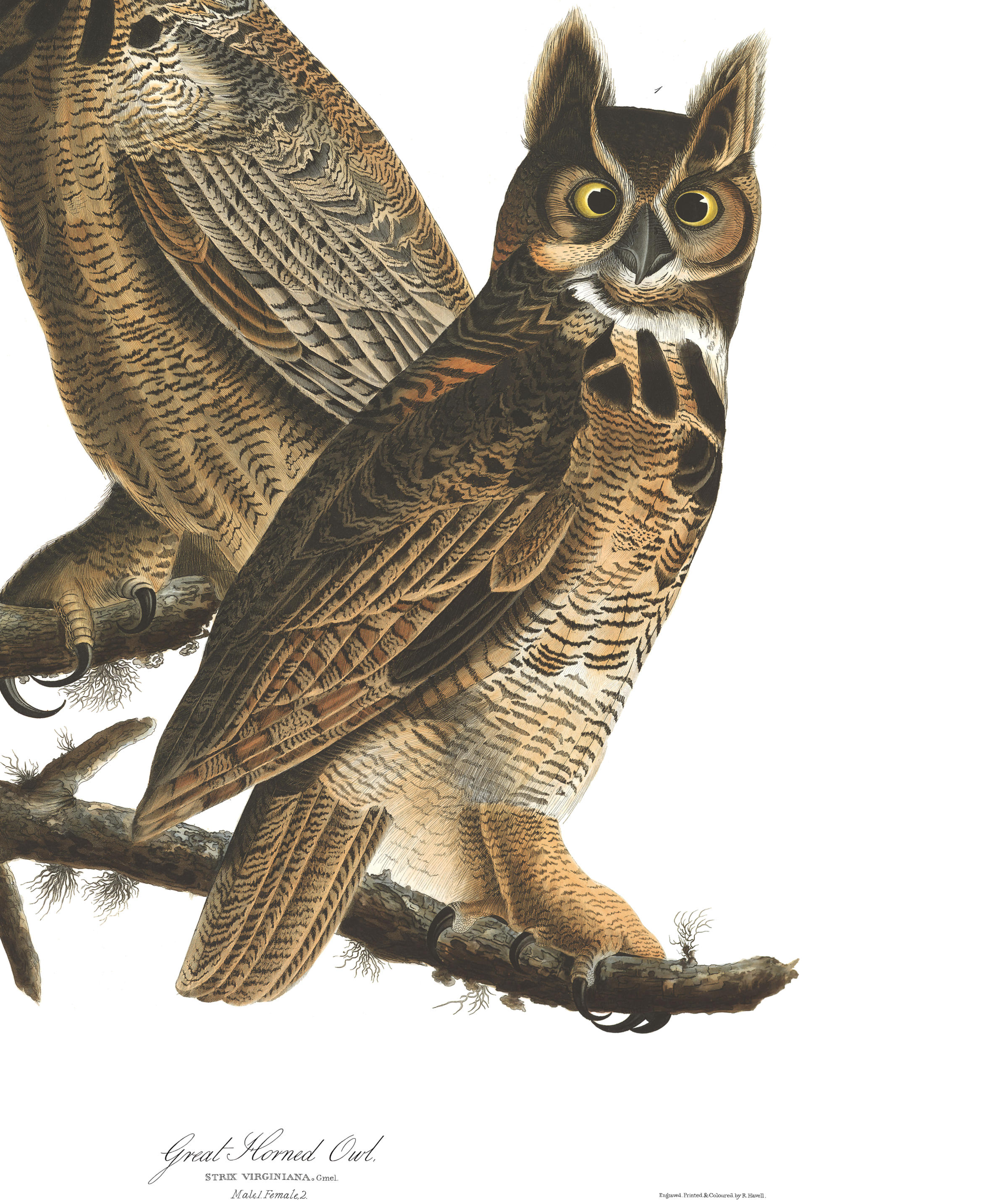 Great Horned Owl | John James Audubon's Birds of America