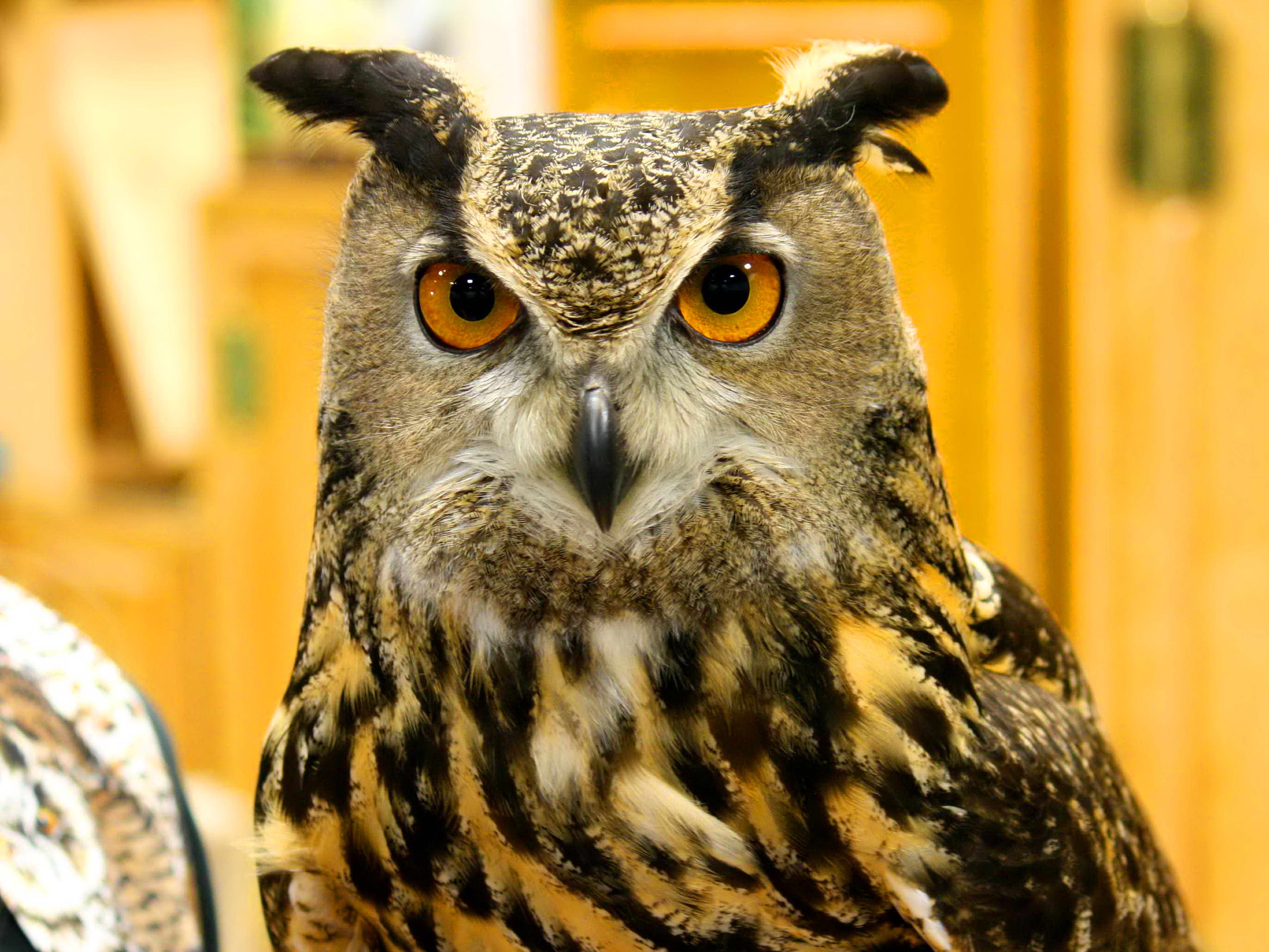 Free picture: great, horned, owl, bird, head, bubo, virginianus