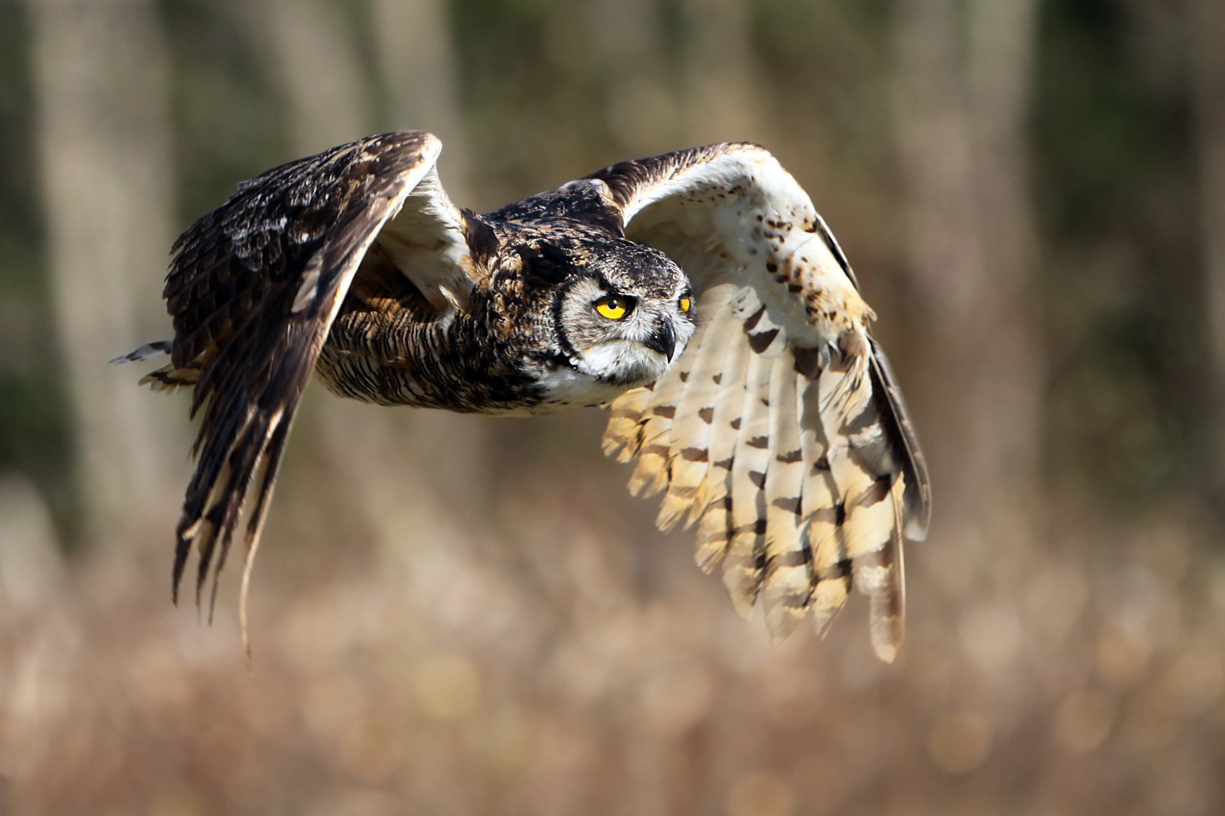 Great Horned Owls – Sleep Inducers & Killing Machines | Tallahassee ...
