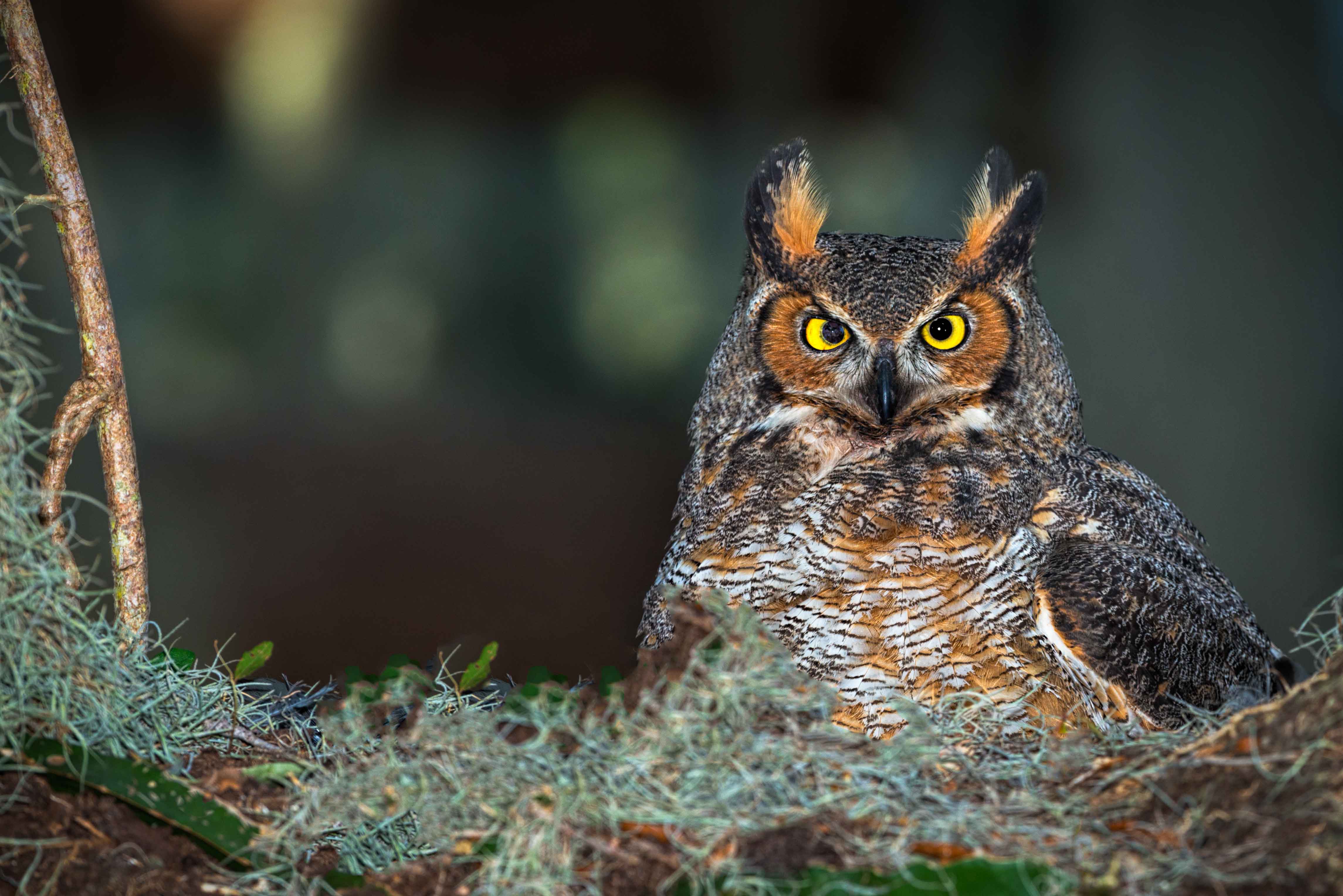 Free photo: Great Horned Owl - Animal, Bird, Branch - Free Download ...