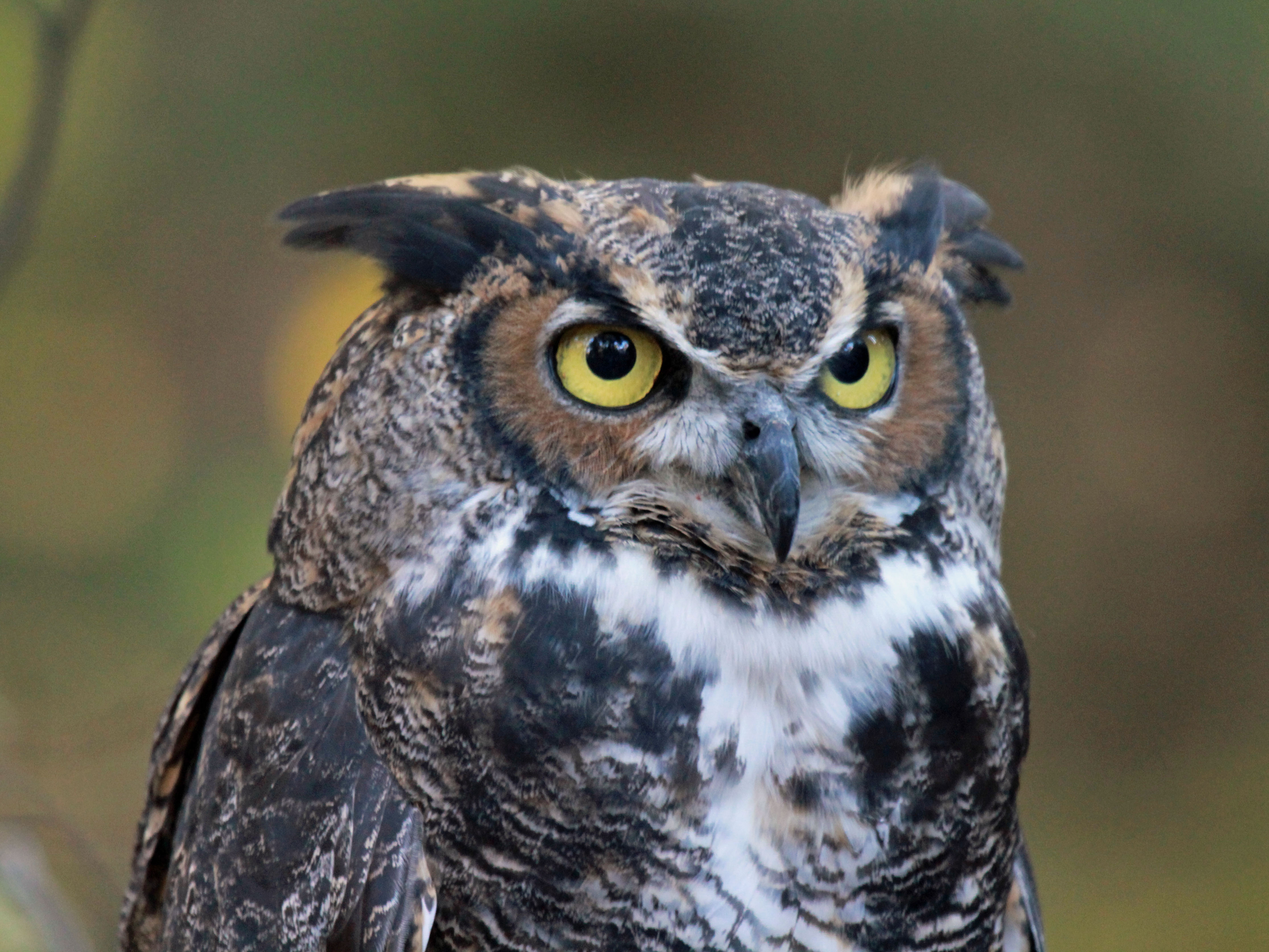 File:Great-horned Owl RWD at CRC1.jpg - Wikimedia Commons