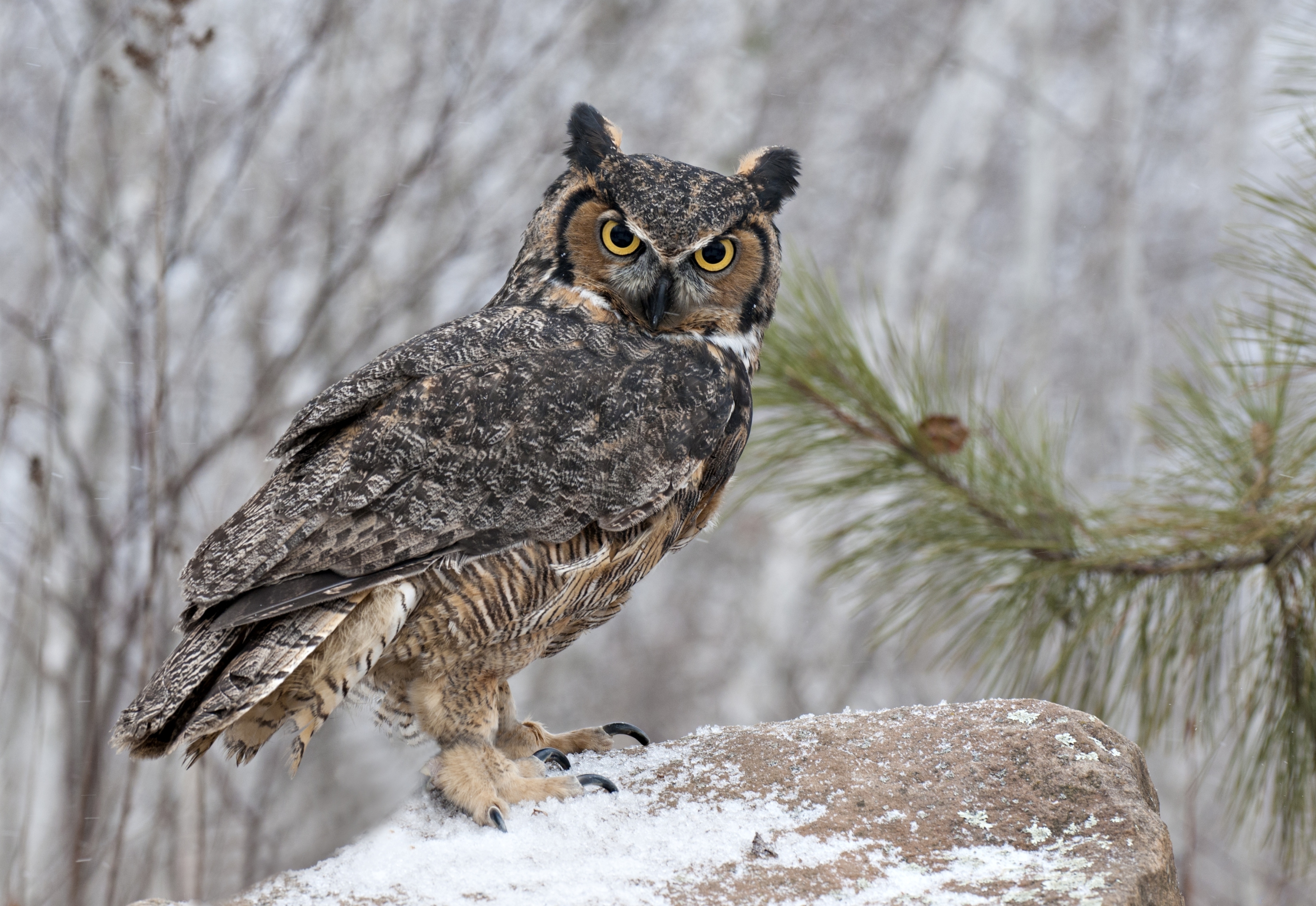 Great horned owl Full HD Wallpaper and Background Image | 3600x2480 ...
