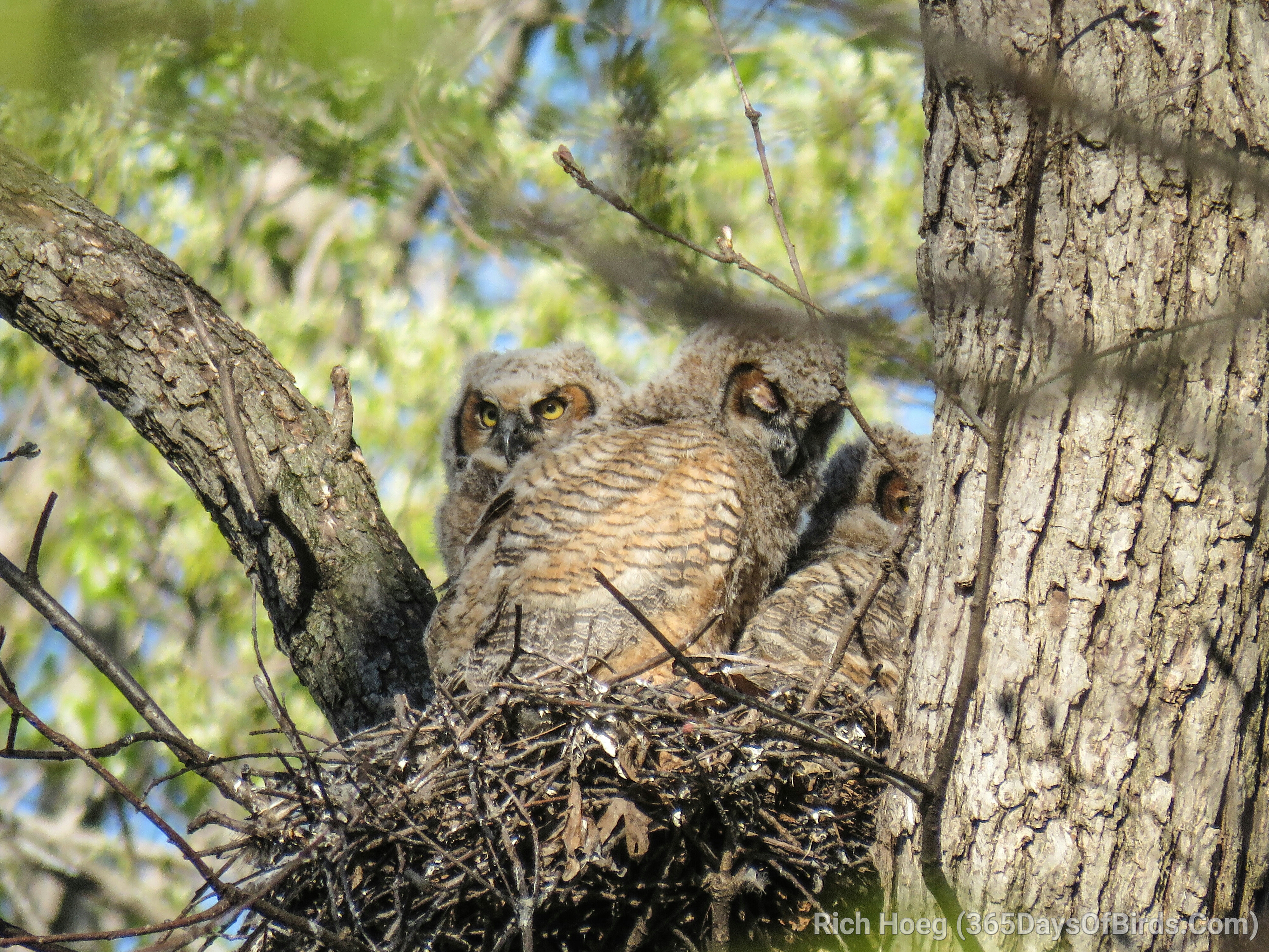 Great Horned Owl Chicks! | 365 Days of Birds