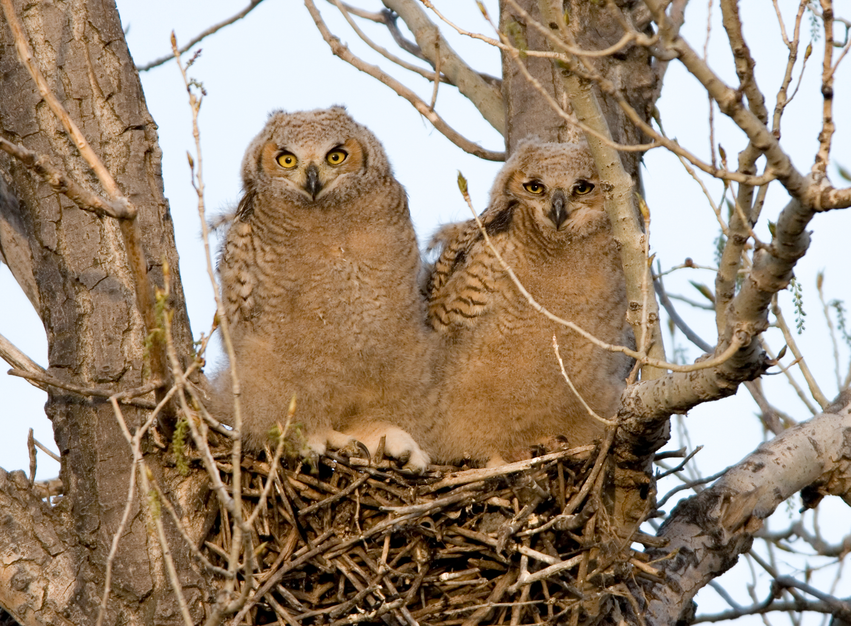 The Sounds of Hungry Owlets | Audubon