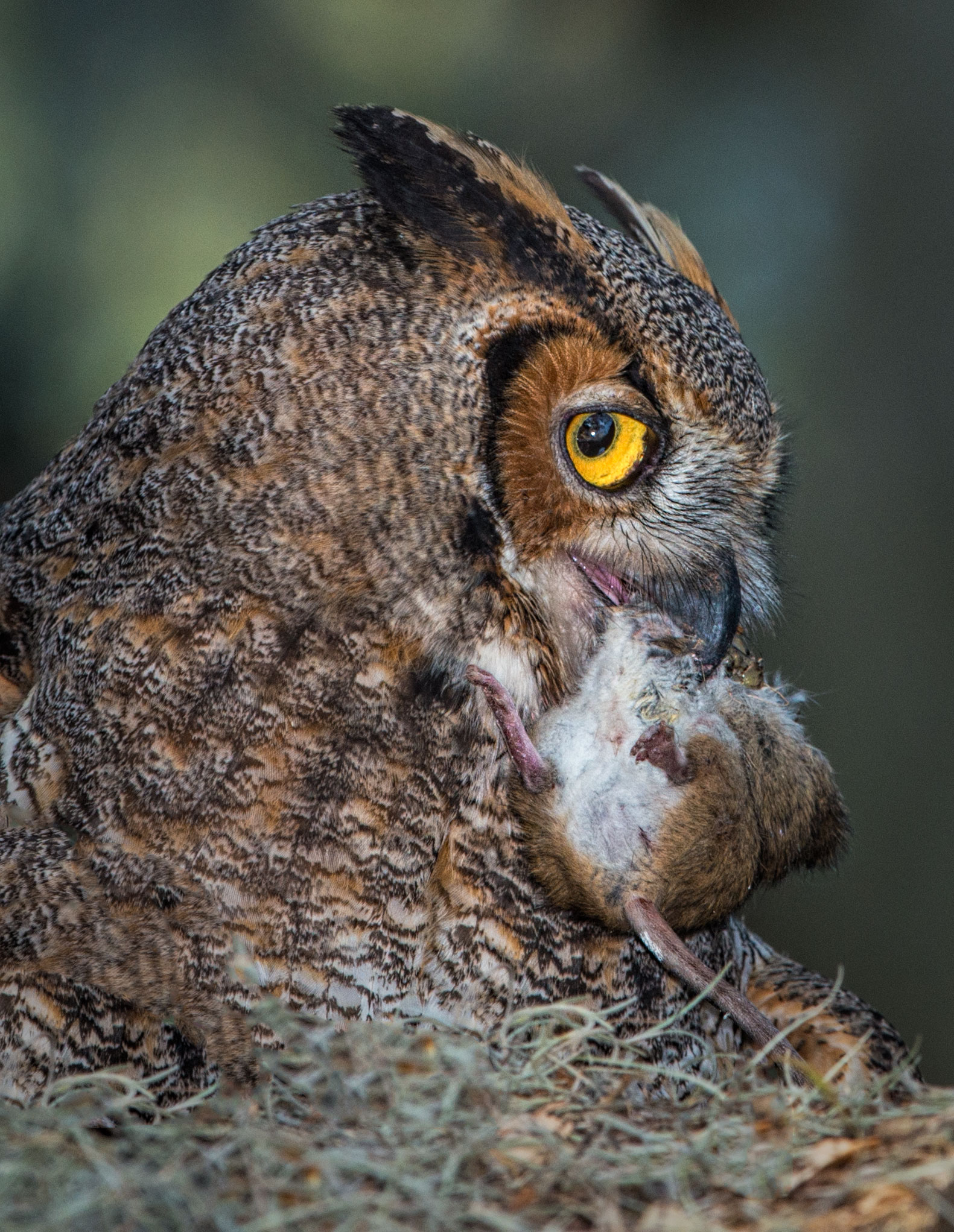 Nesting Great Horned Owl | Stephen L Tabone Nature Photography