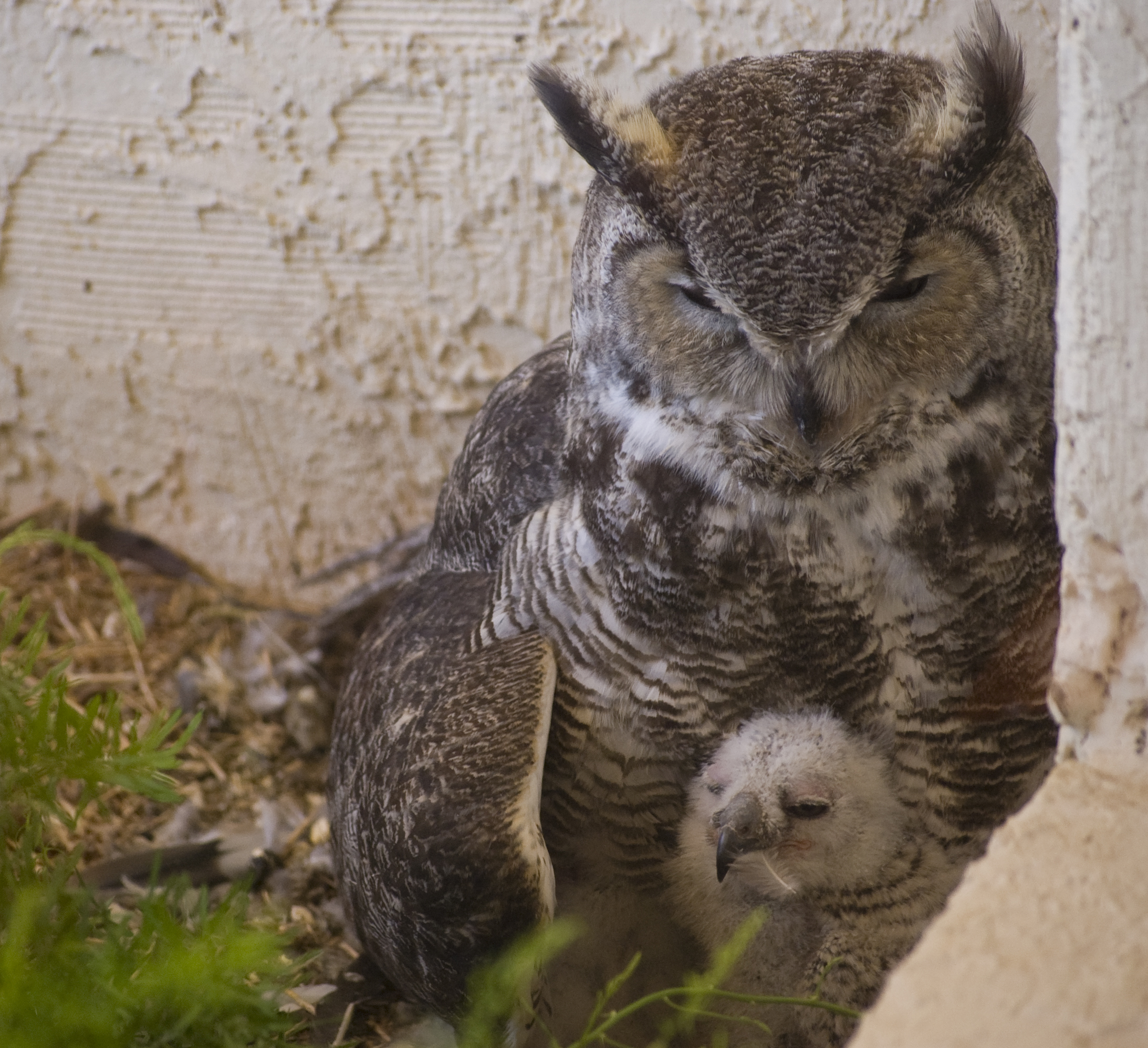 Birdeez Bird Father of the Year: The Great-Horned Owl | Birdeez Blog