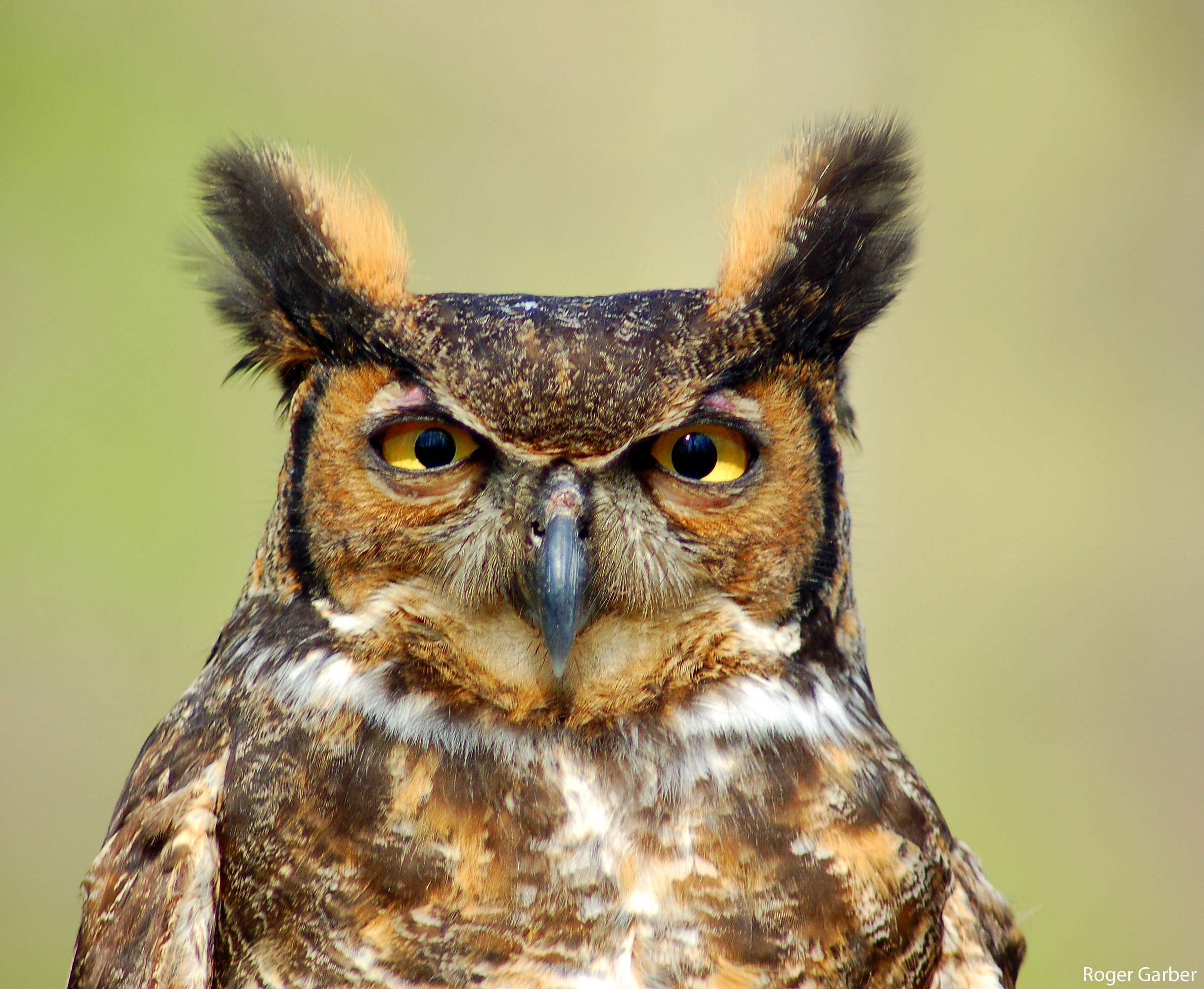 Winter Weather's Fine for Nesting Great Horned Owls : The National ...