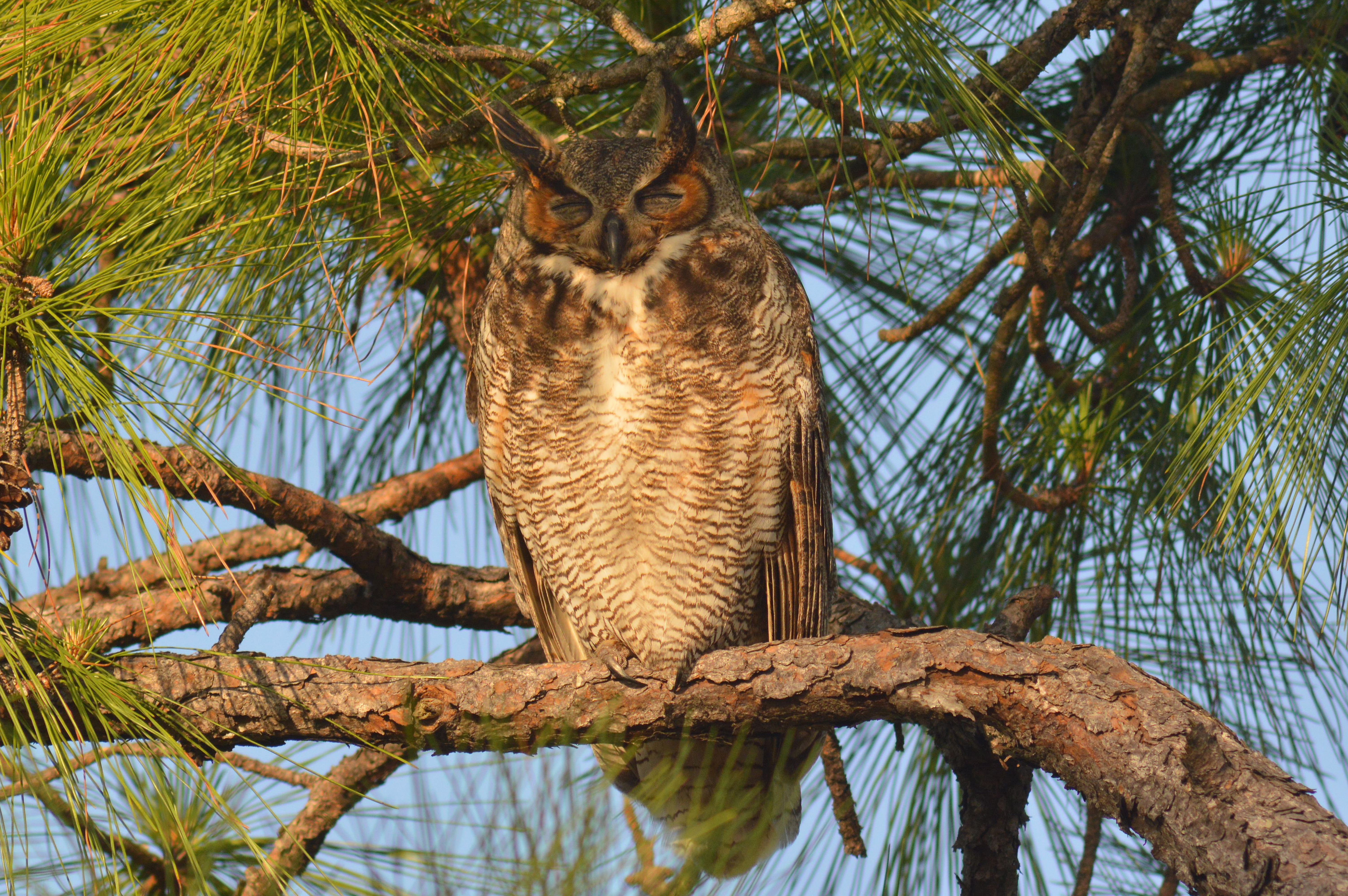 Great Horned Owl female Jupiter ADuPont DSC_0284-500crop « Audubon ...