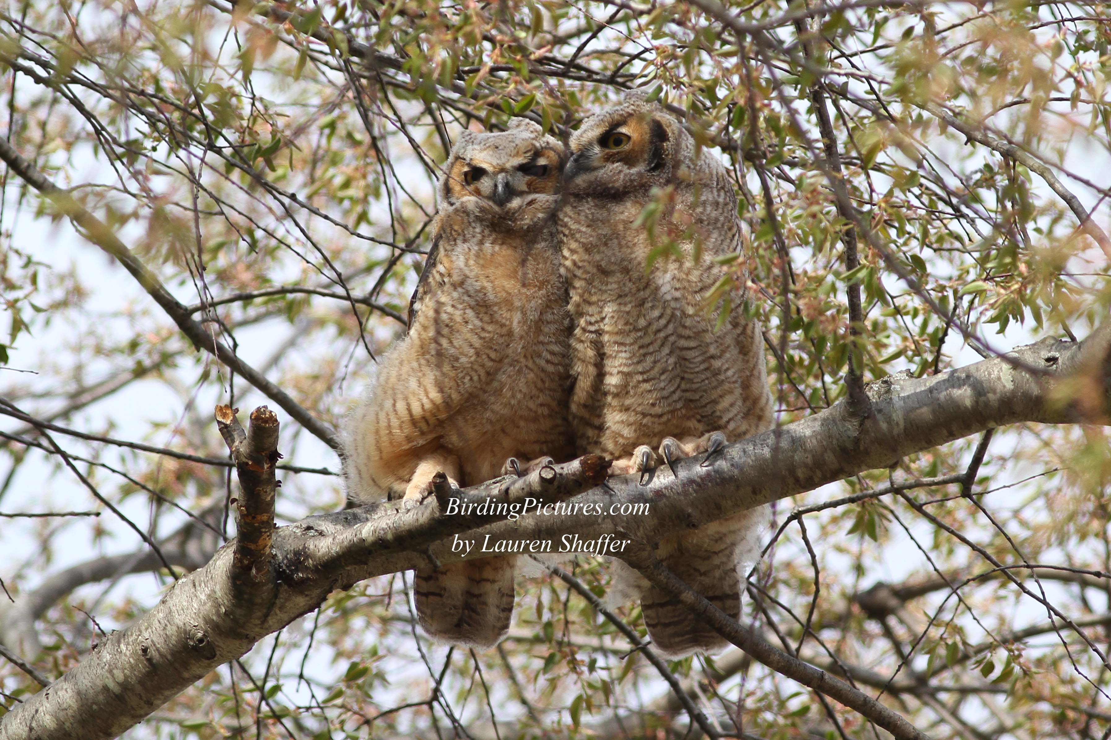 Great Horned Owl family - Birding Pictures
