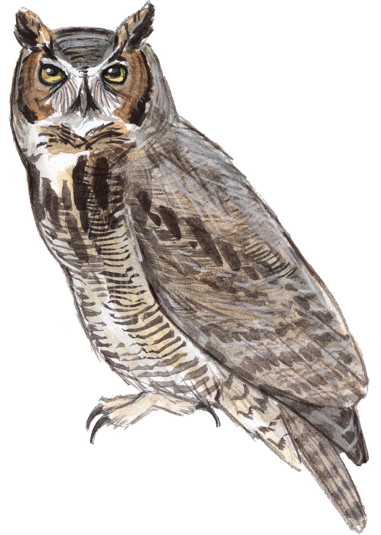 Great-horned Owl - John Muir Laws
