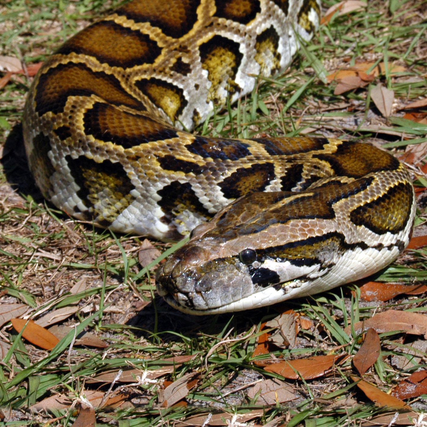 This 14-foot python was caught with 3 deer in its gut. That's a bad ...