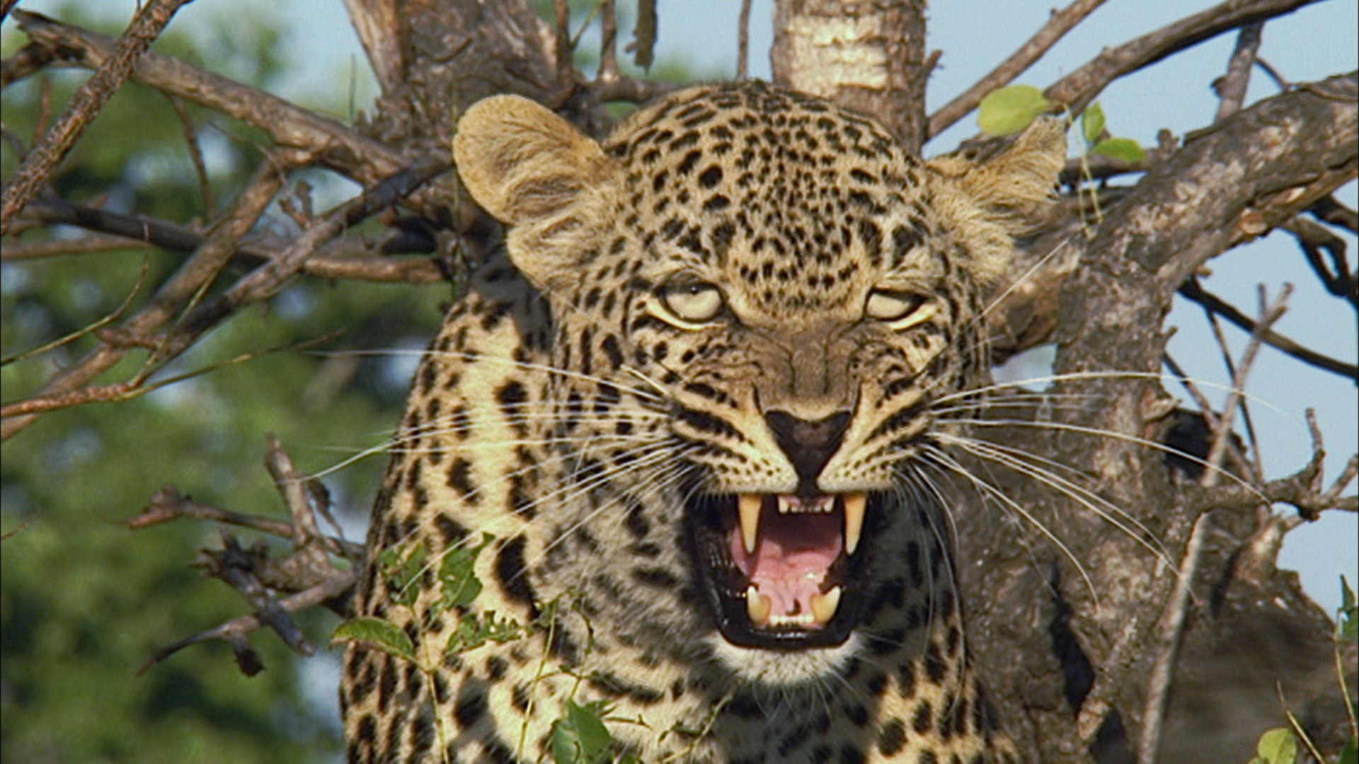 Leopard Vs Python - Caught in the Act Video - National Geographic ...