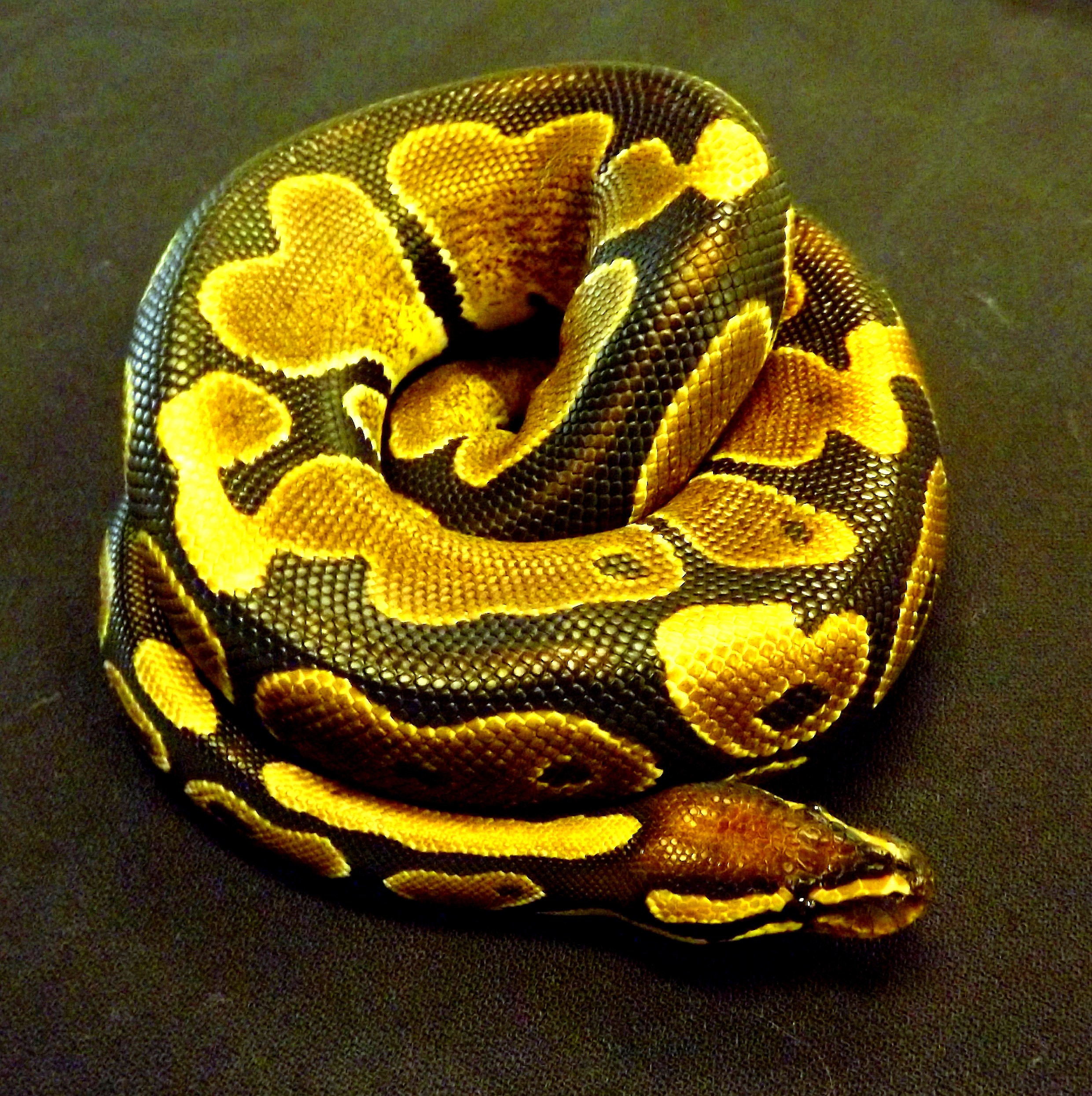 How do I care for my Ball Python? – How can we help you?