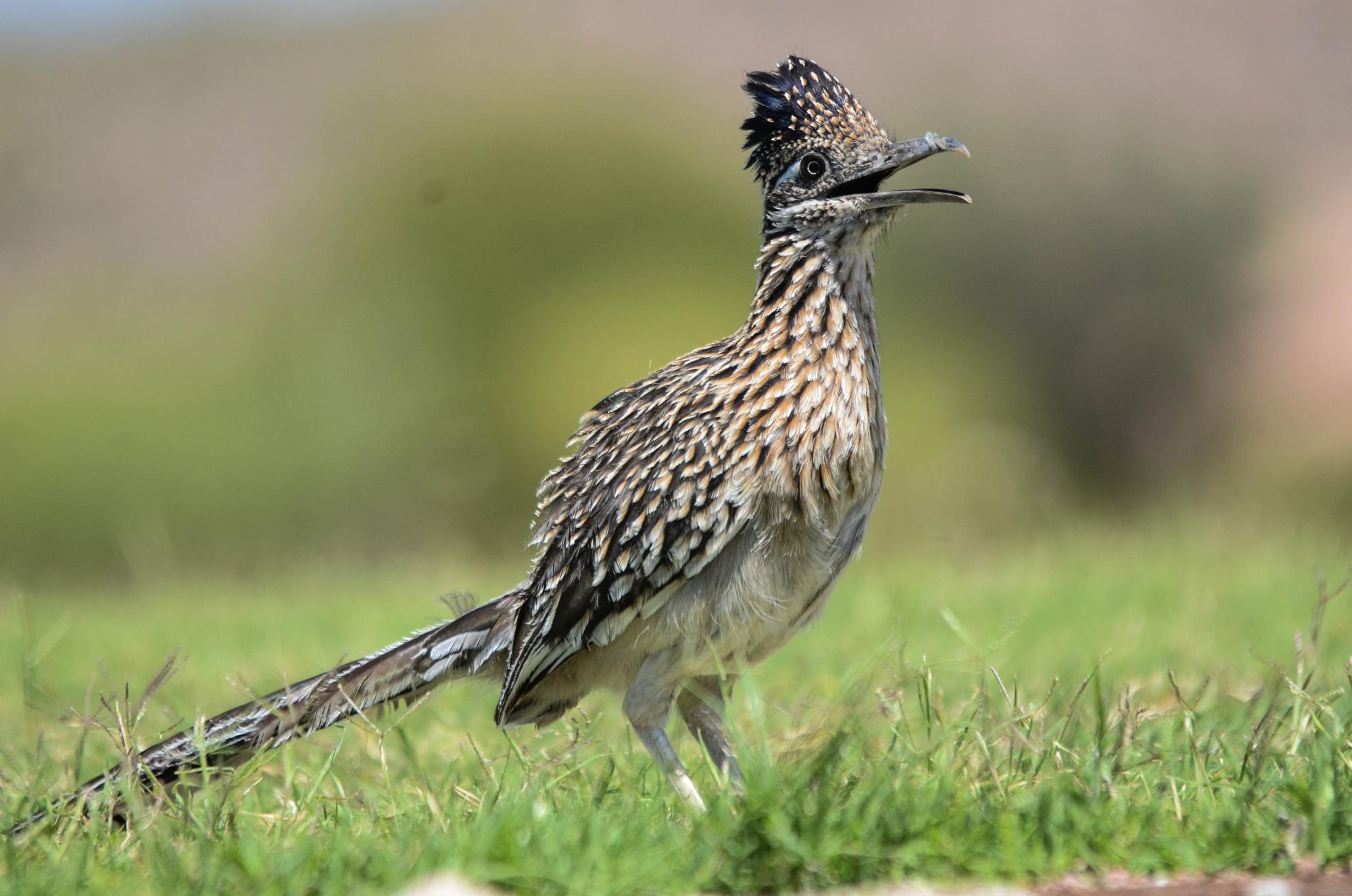 Greater Roadrunner (Geococcyx californianus) Resting in the heat of ...