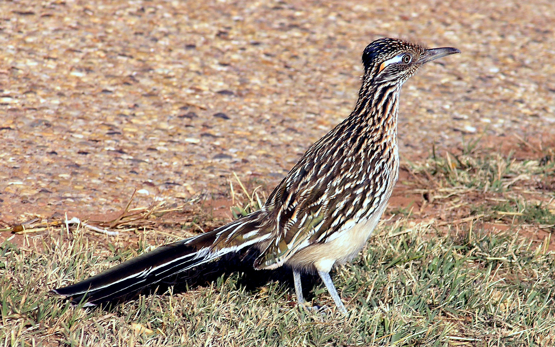 Greater roadrunner - Wikiwand