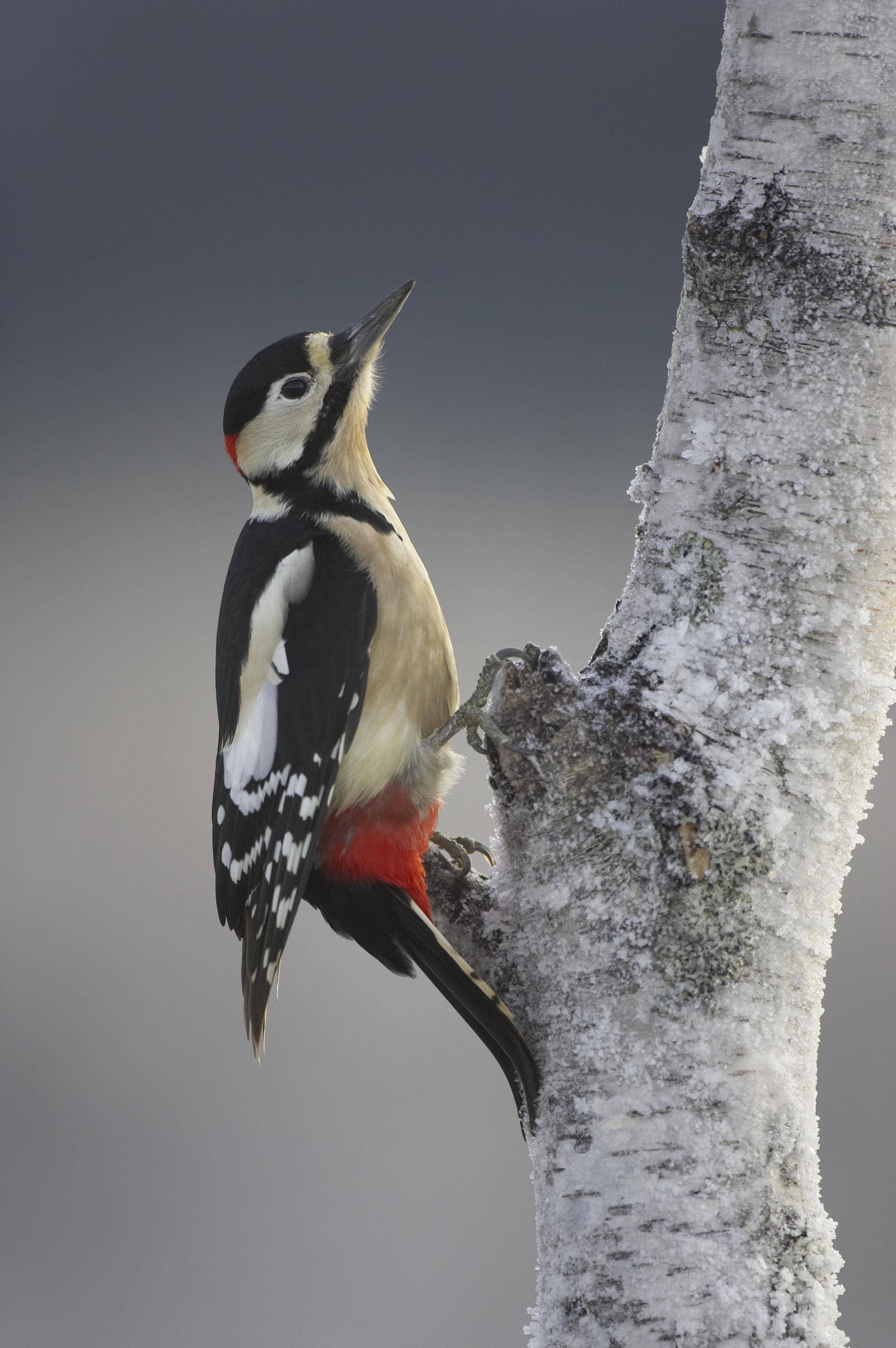Wild Scotland wildlife and adventure tourism | Birds | Inland Birds ...