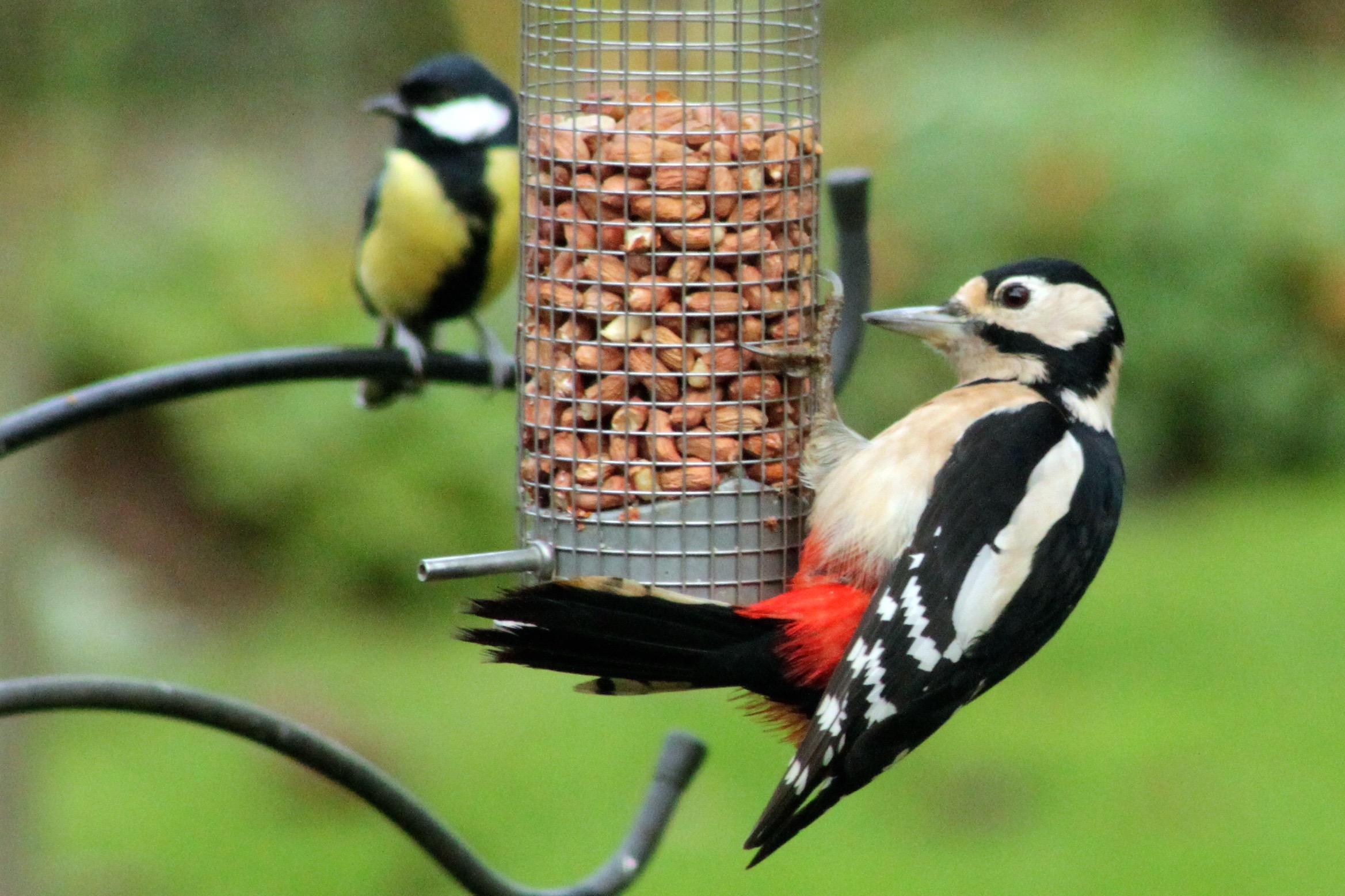 Wildlife Wednesday – Great Spotted Woodpeckers | Gardening Jules