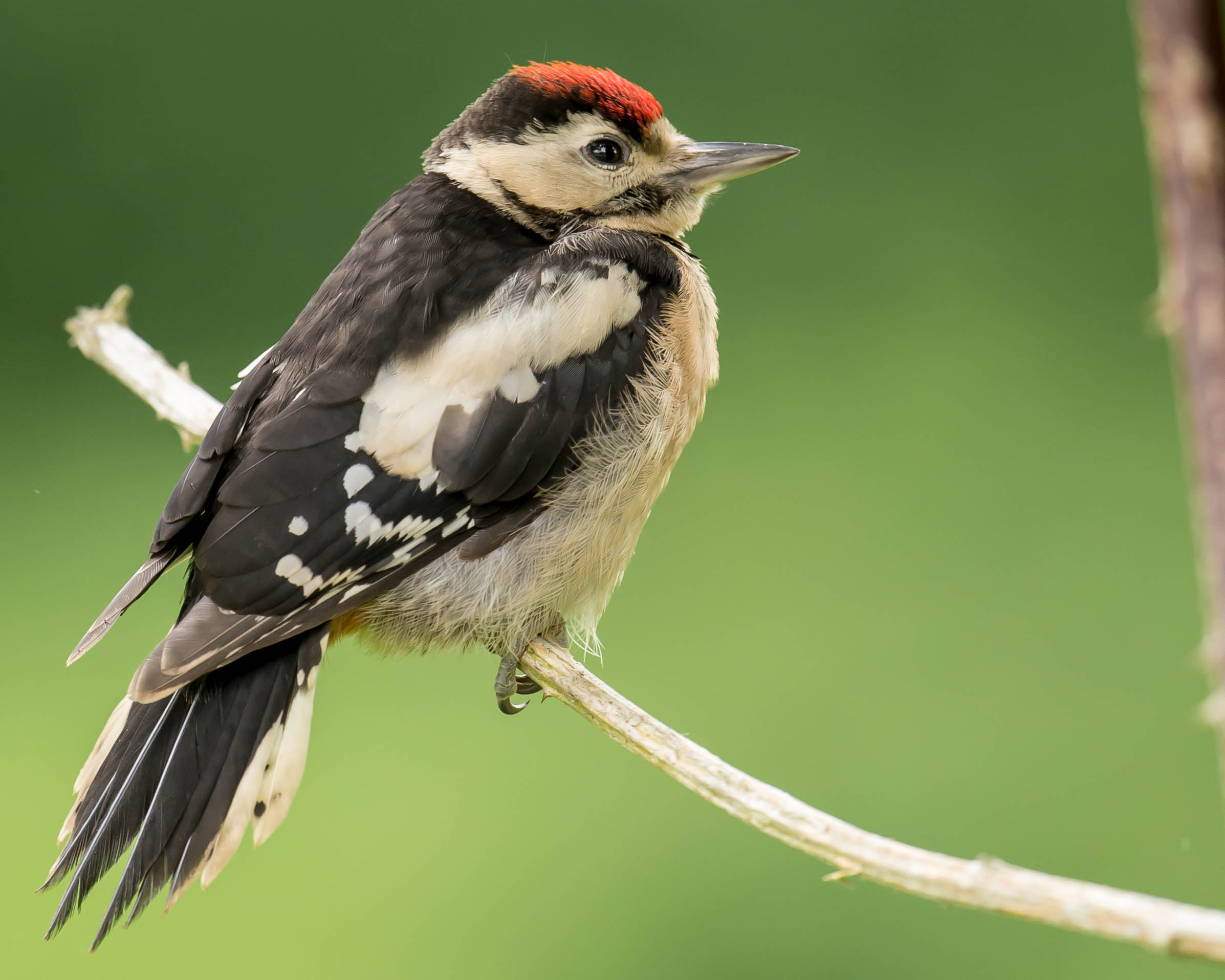 File:Great Spotted woodpecker (juvenile).jpg - Wikimedia Commons
