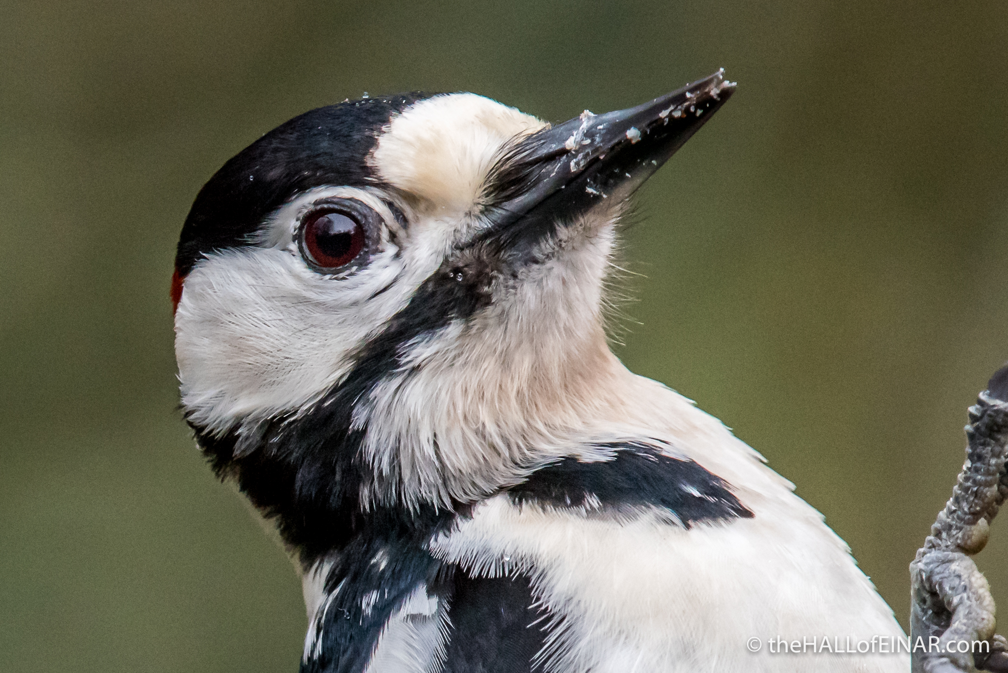 Great Spotted Woodpecker – the HALL of EINAR