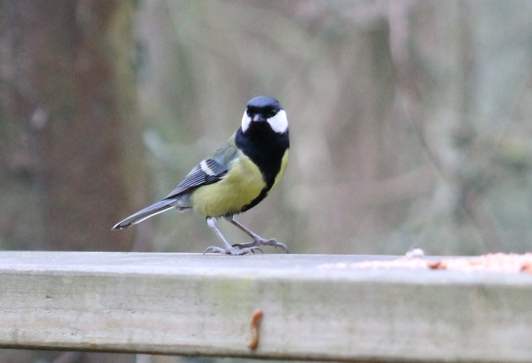Coal tit or Great tit? - Identify this - Wildlife - The RSPB Community