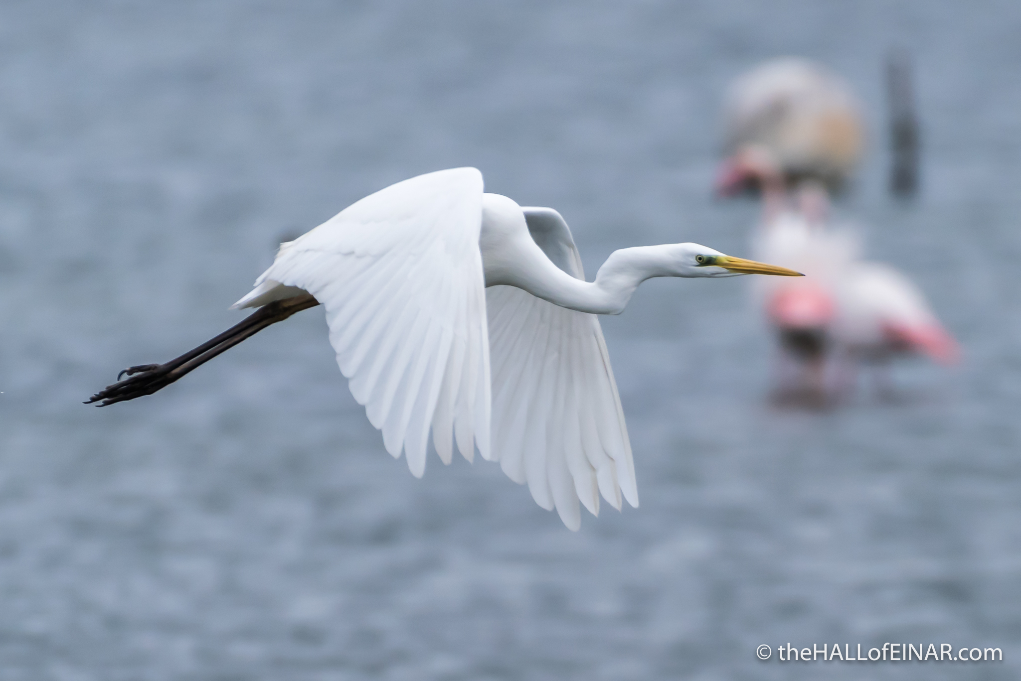 Great White Egret – the HALL of EINAR