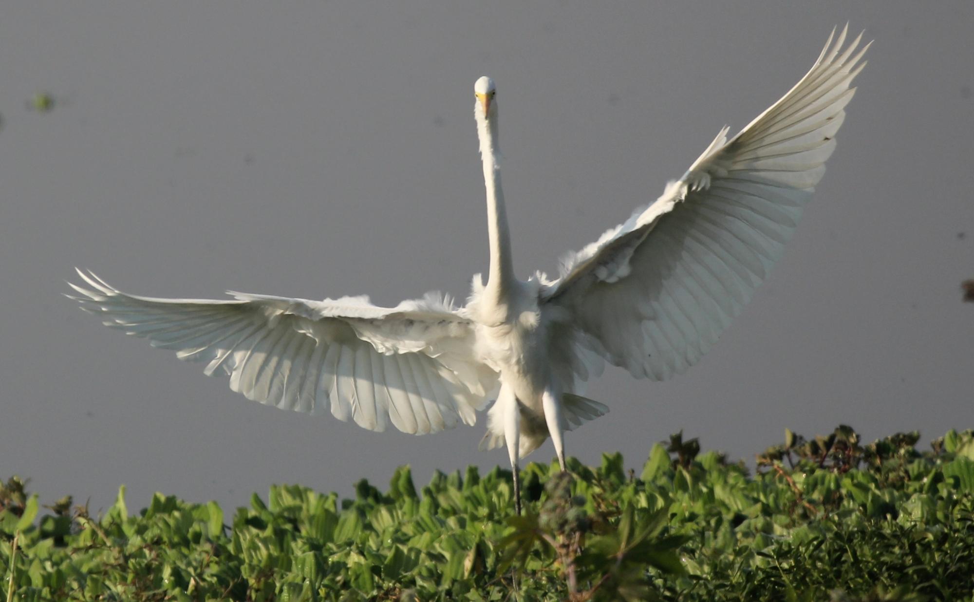 Great White Egret (Ardea alba) Great White Heron Landing with Full ...