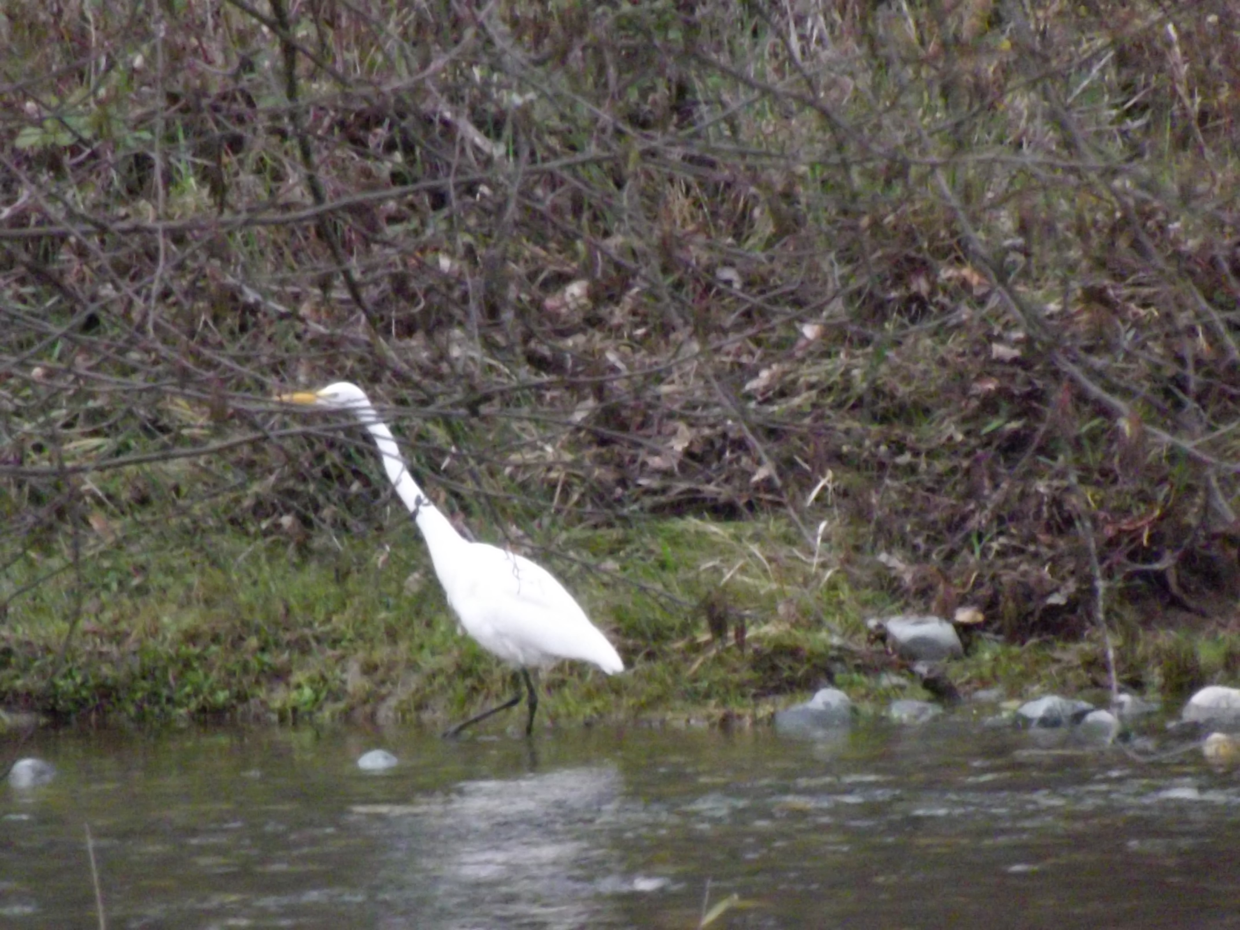 Great White Heron or Egret, Trinity River | Veroniqque
