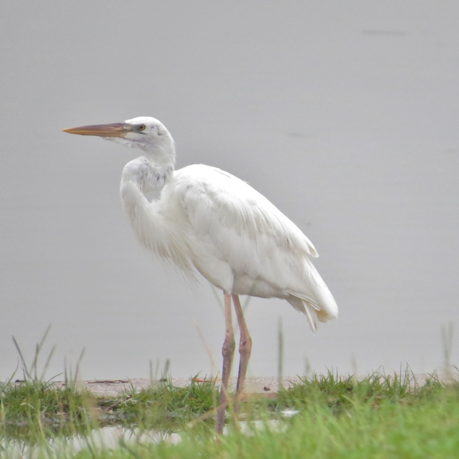 Florida Suncoast Birding: Flamingo and a Great White Heron