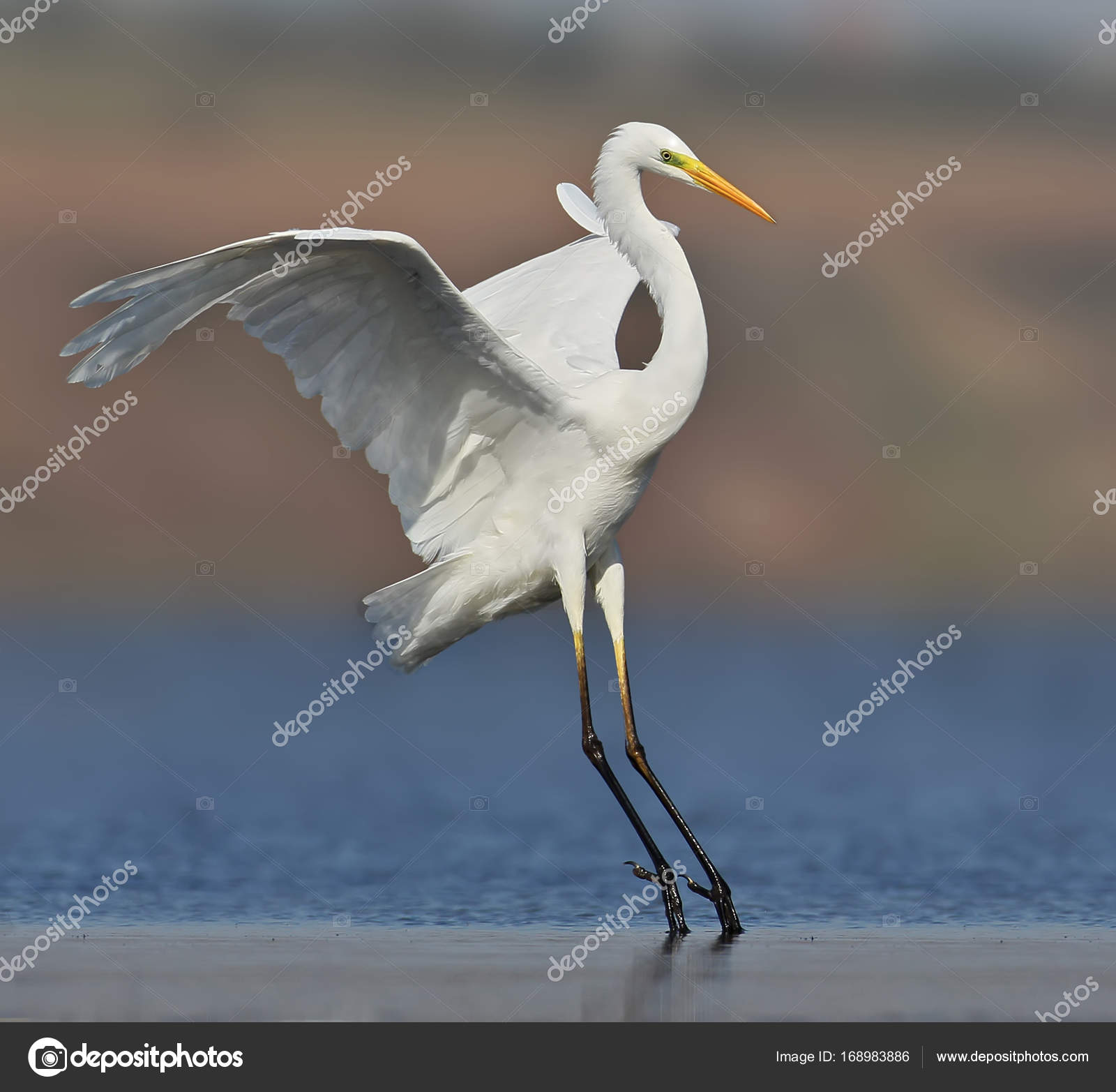 Great white heron landing on the water early morning. — Stock Photo ...