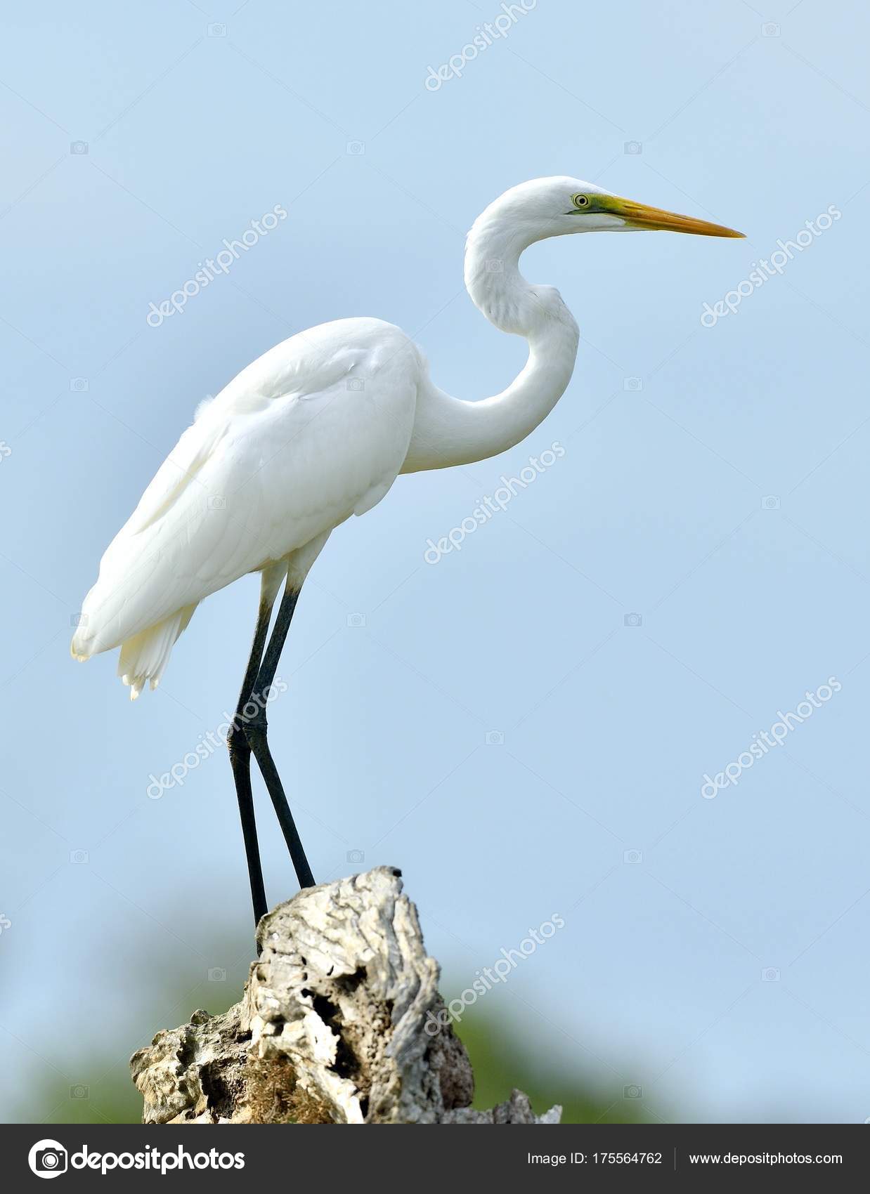 Great Egret Blue Sky Background Ardea Alba Also Known Common — Stock ...