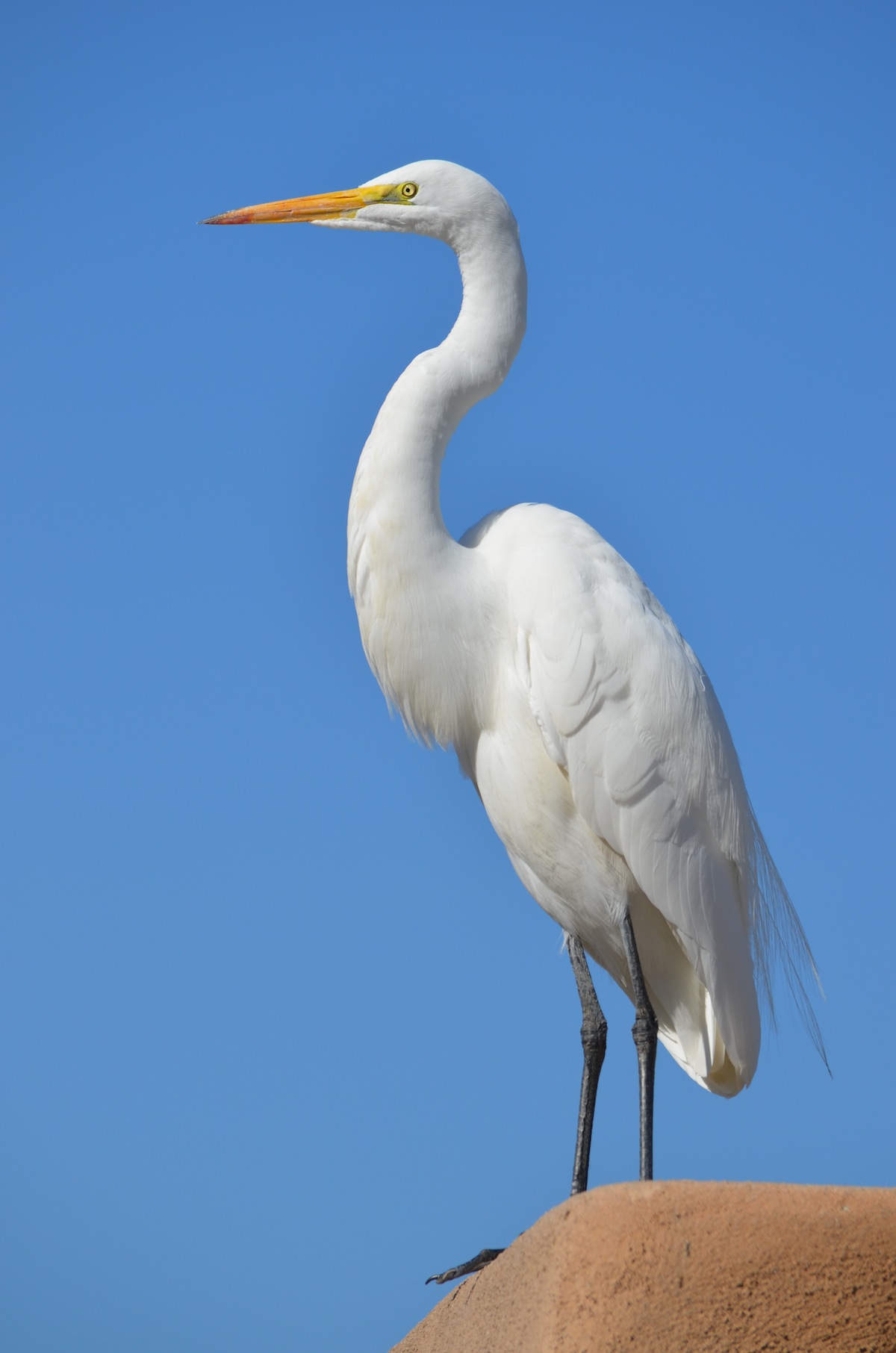 Free photo: Great White Heron - Bird, Food, Great - Free Download - Jooinn