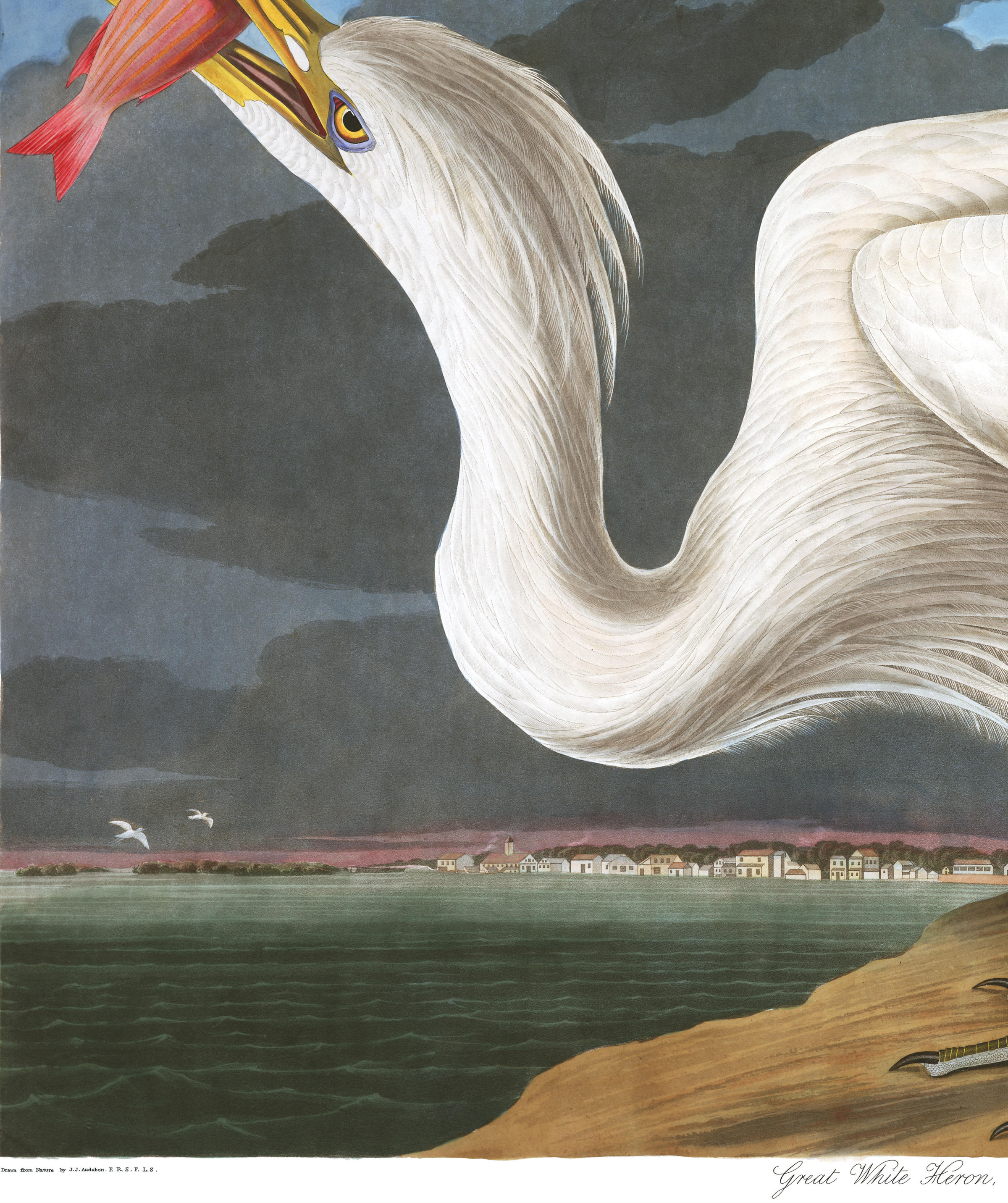 Great White Heron | John James Audubon's Birds of America