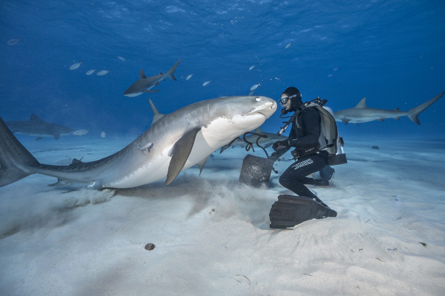 Great White, Say Cheese! Shark Photographer Gets Up Close For The ...