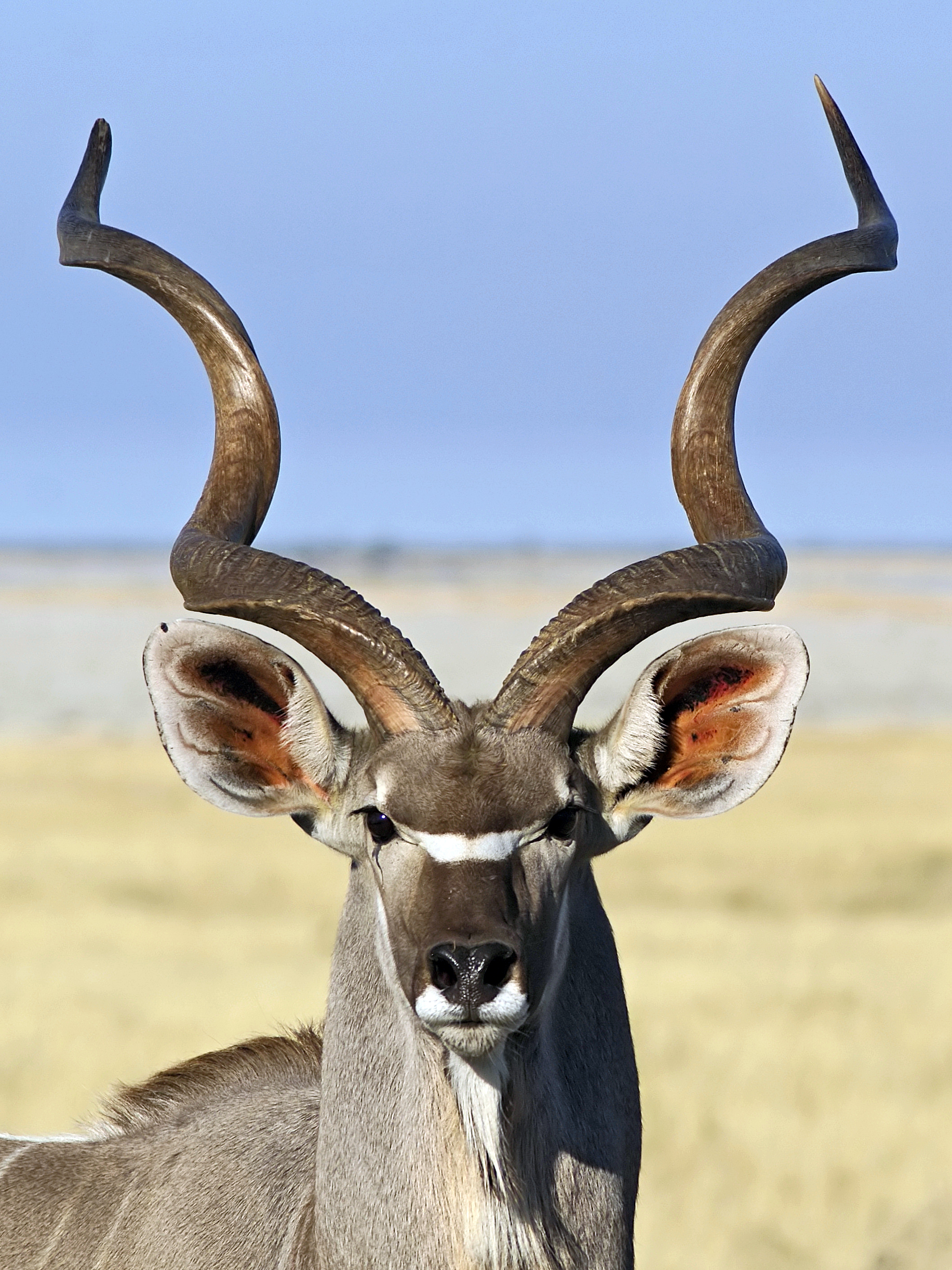 Wikipedia:Featured picture candidates/Greater kudu - Wikipedia