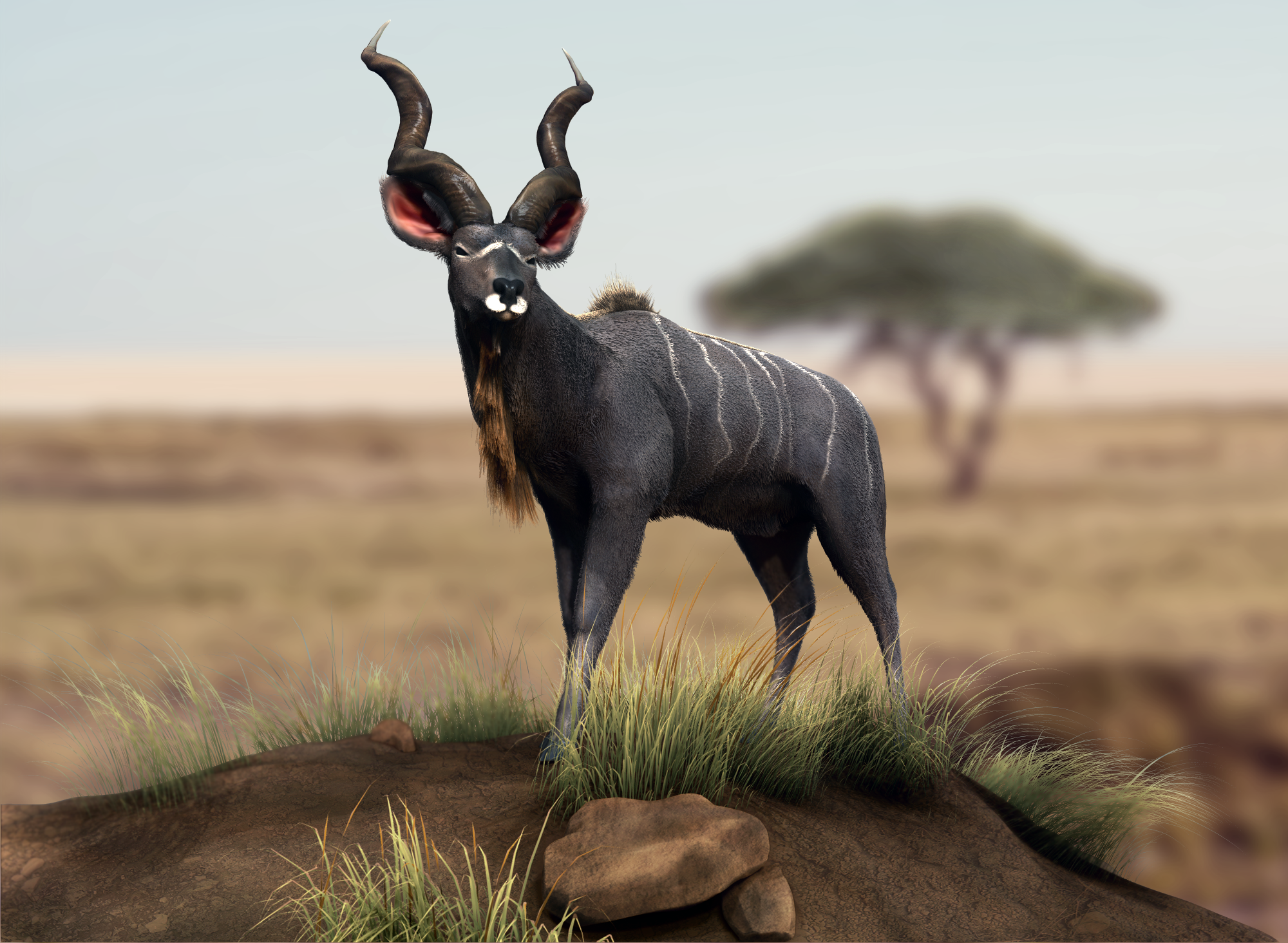 Greater Kudu - Digital Illustration Project - The Rookies